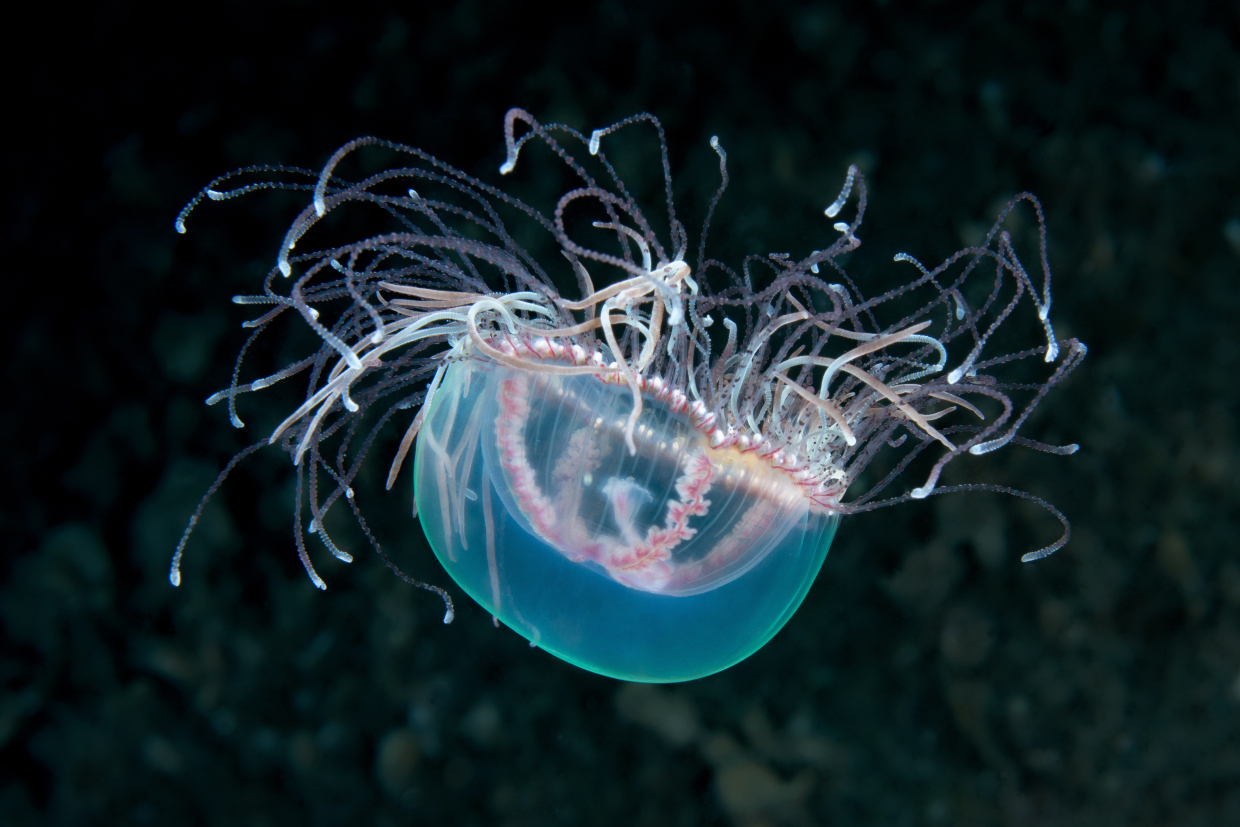 Medusa OLINDA - Bonassola Sp