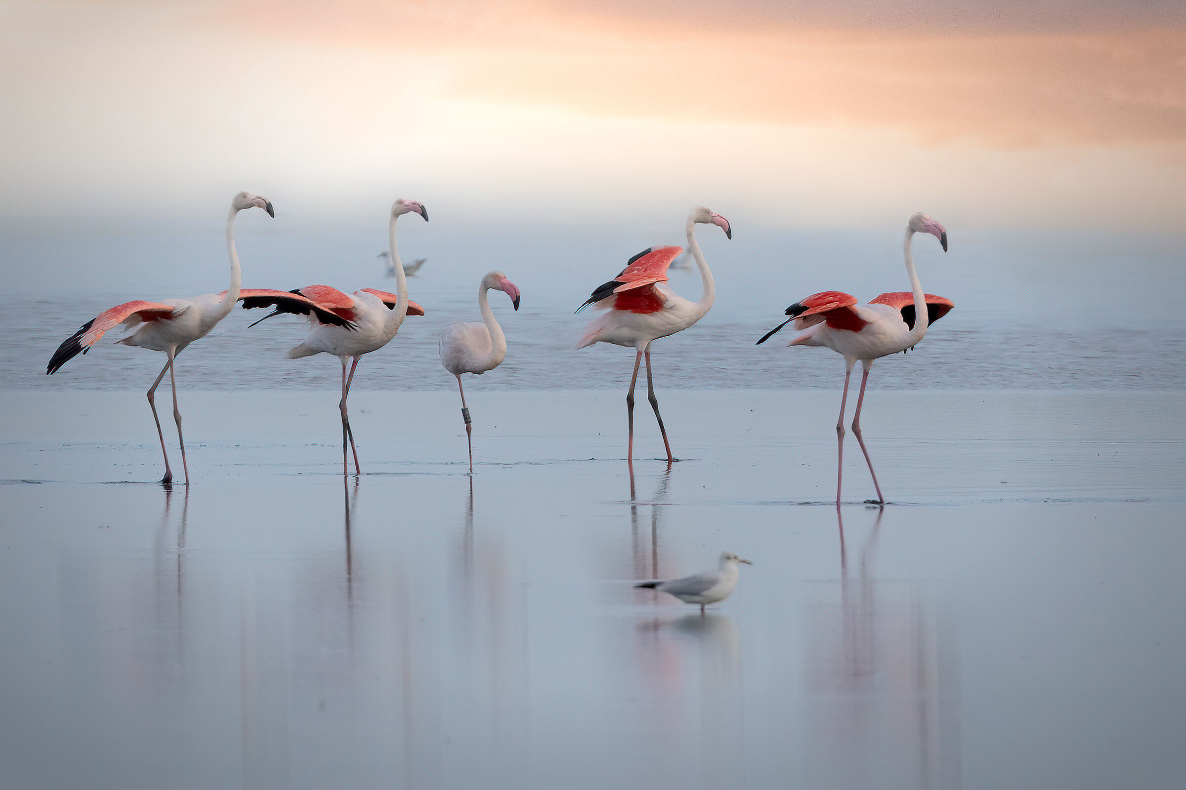 Fenicotteri rosa in parata