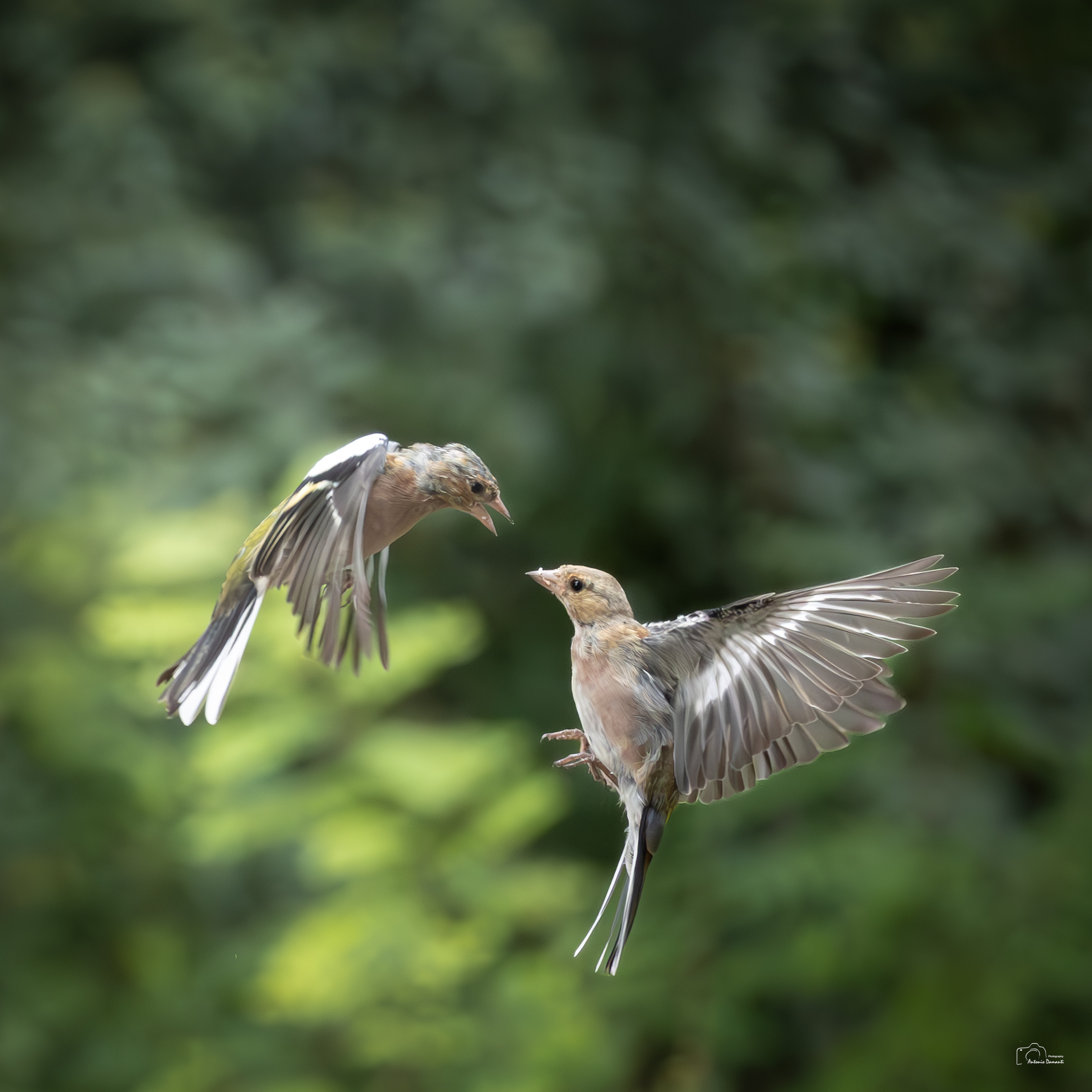 Discussion between finches