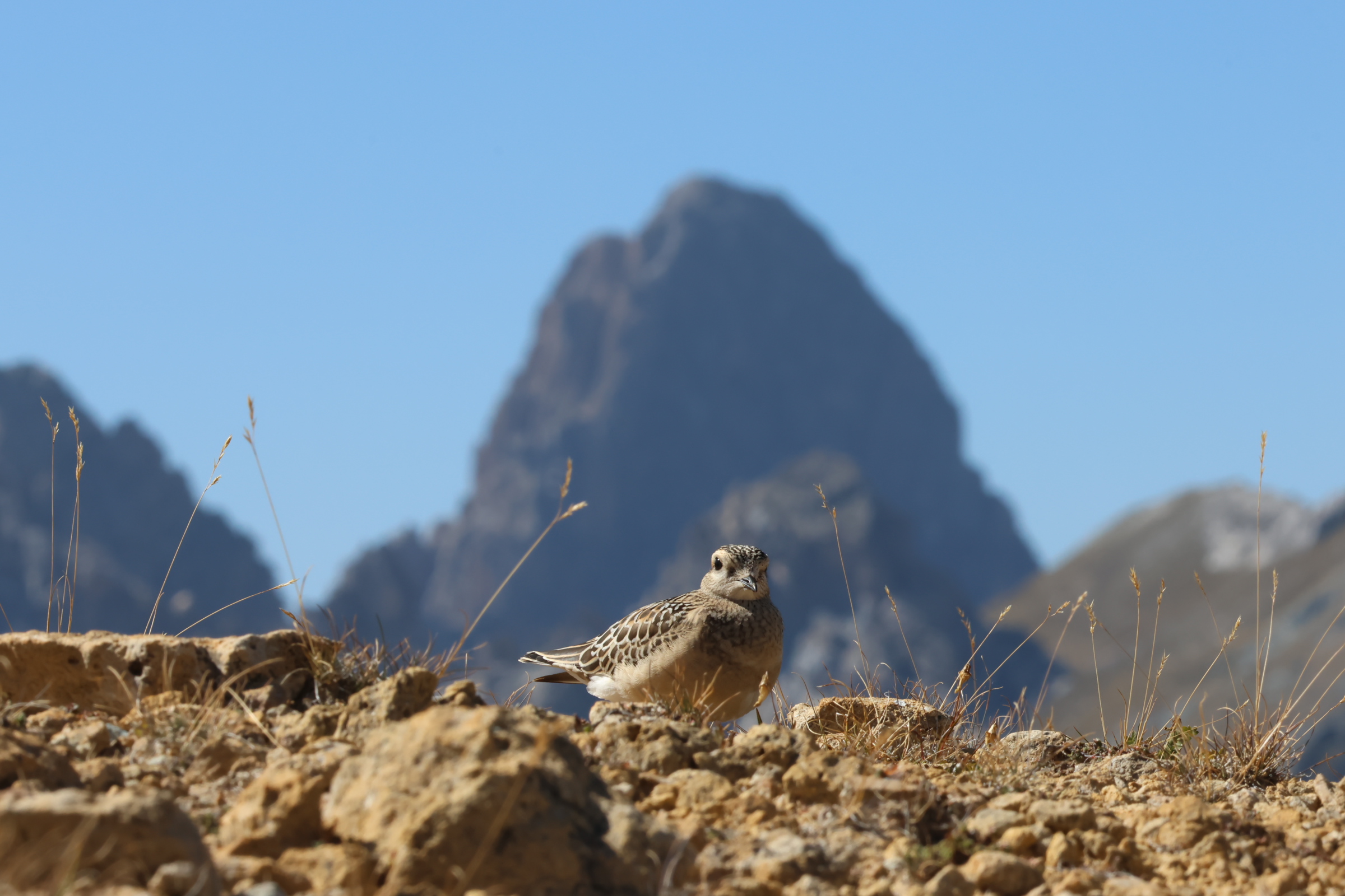 ... the migrating plover in our Alps