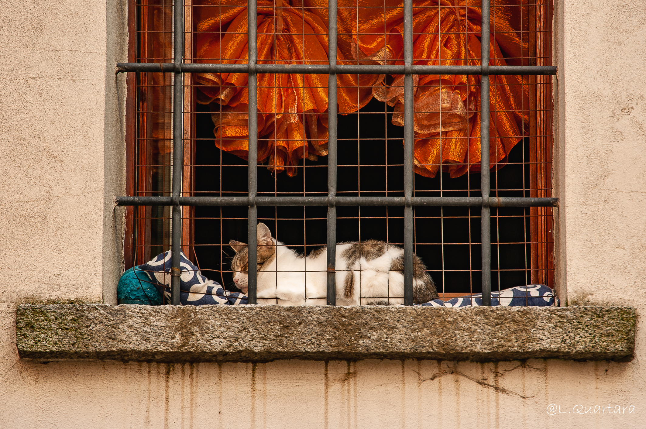 Gatto appisolato
