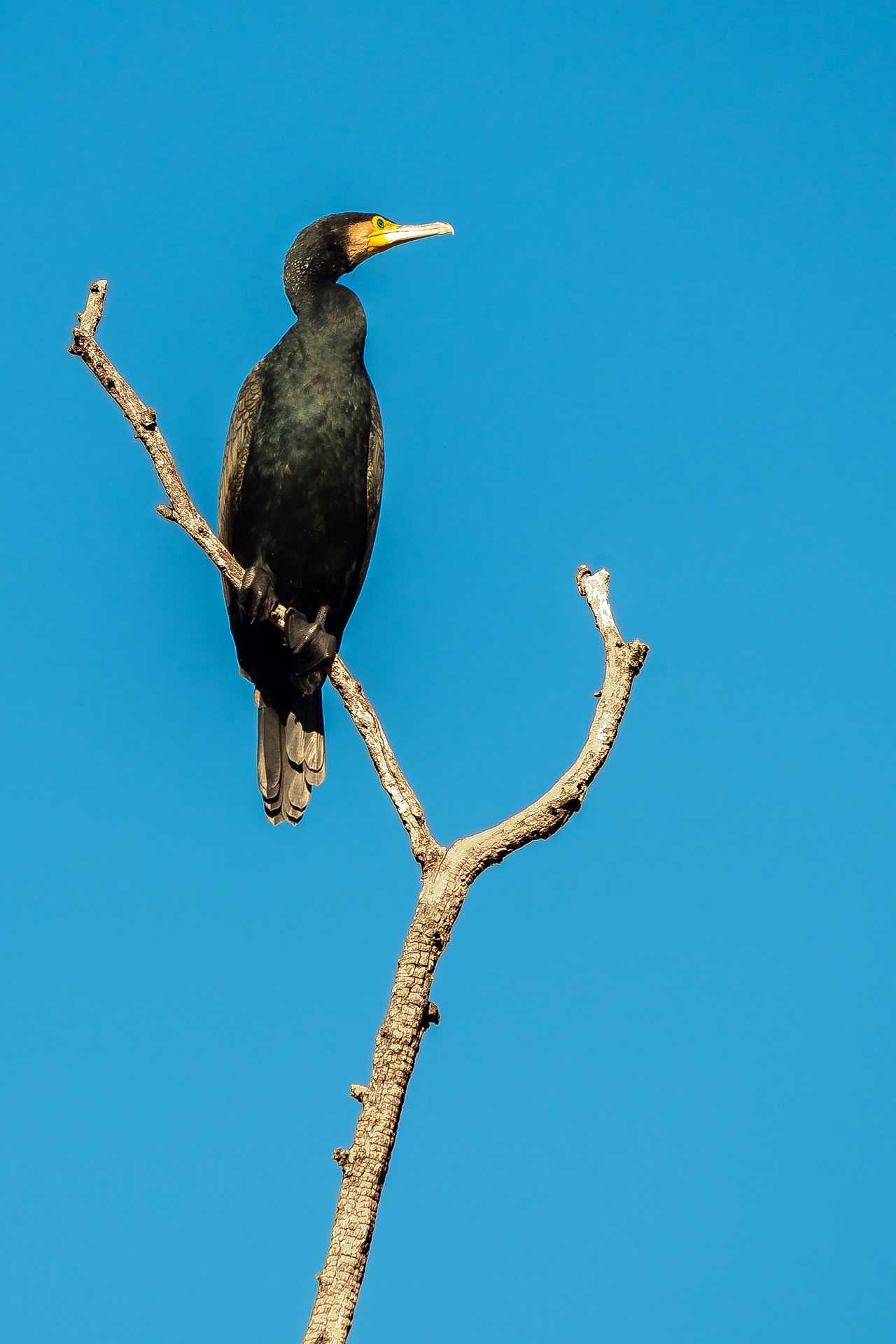 The cormorant