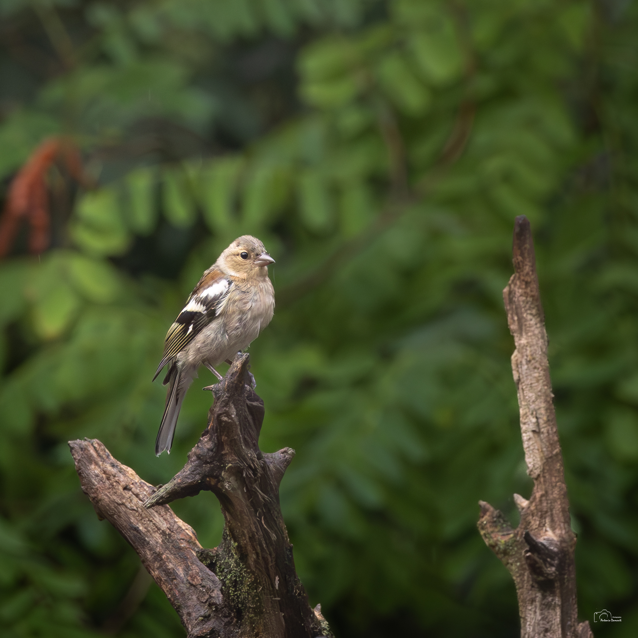 Chaffinch ??