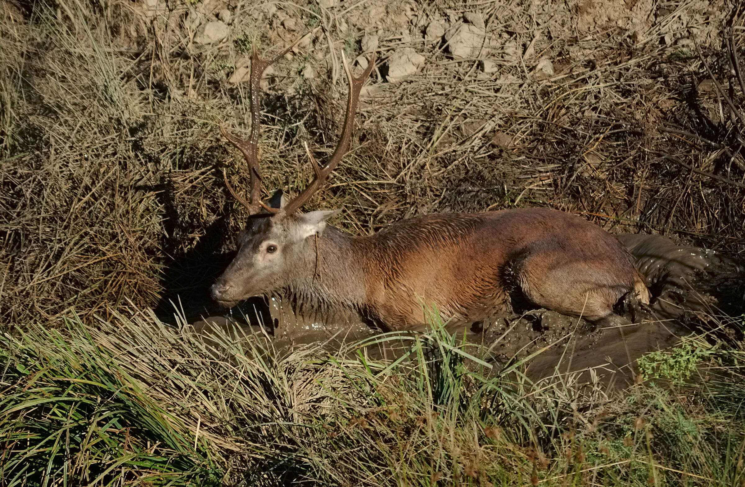 Deer all' insoglio