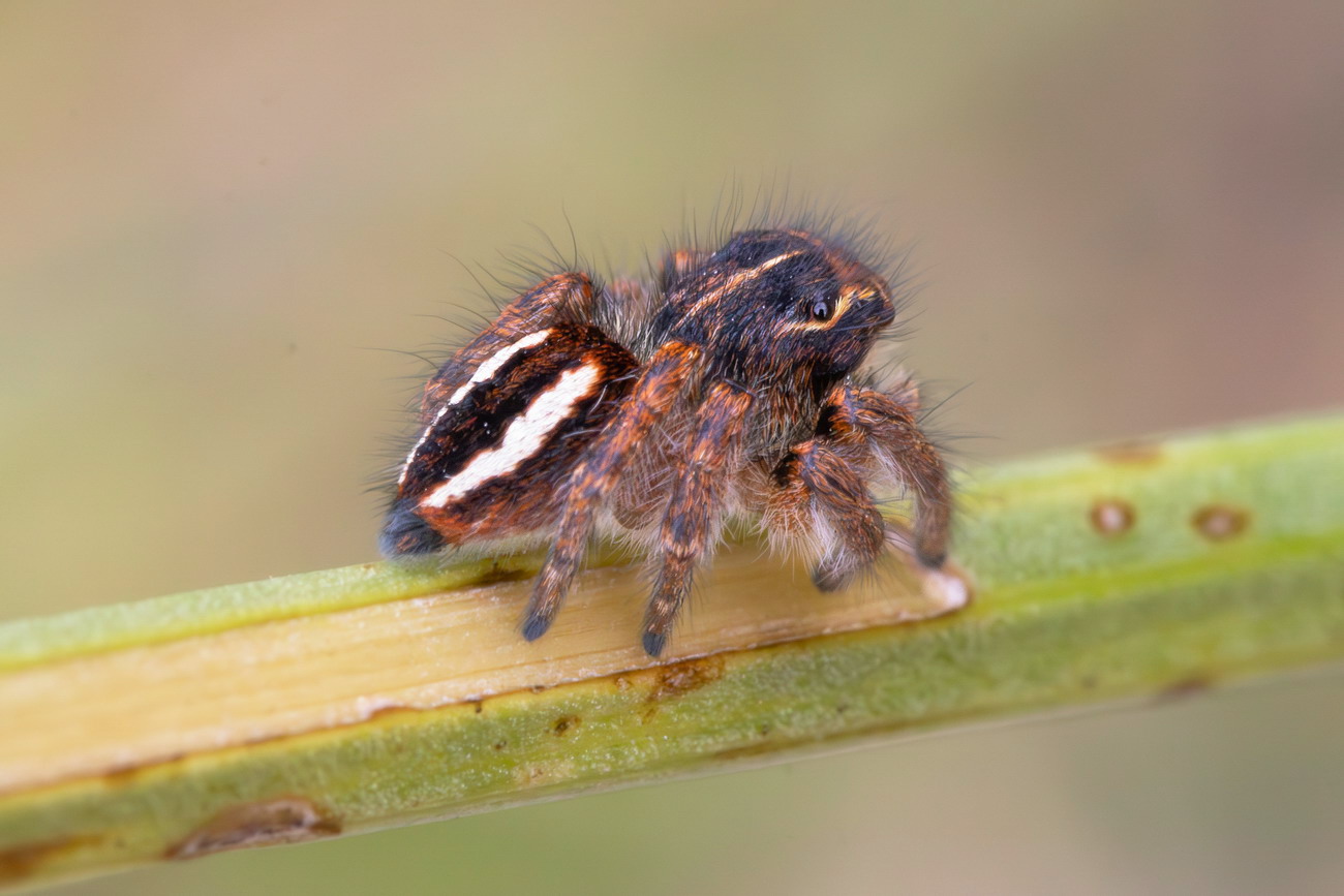 Salticidae sp.