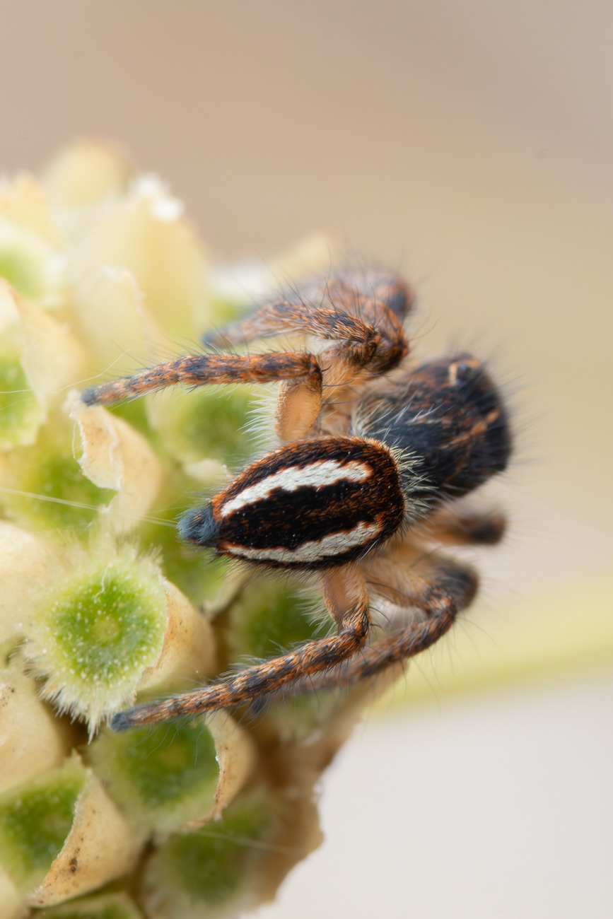 Salticidae sp.