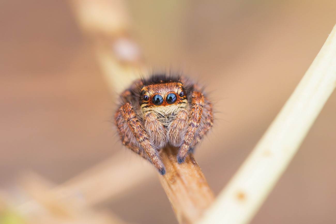 Salticidae sp.