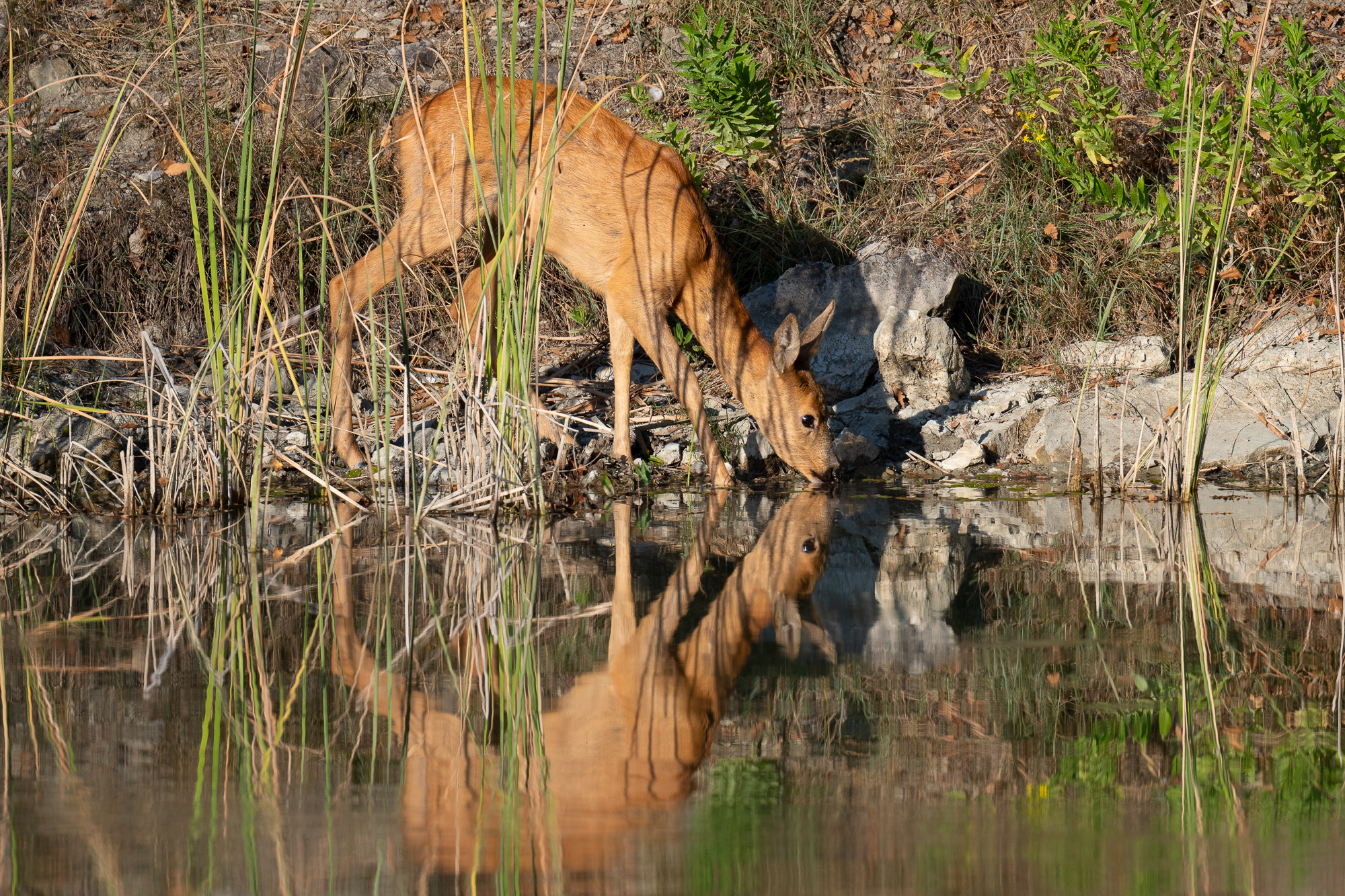 Roe deer