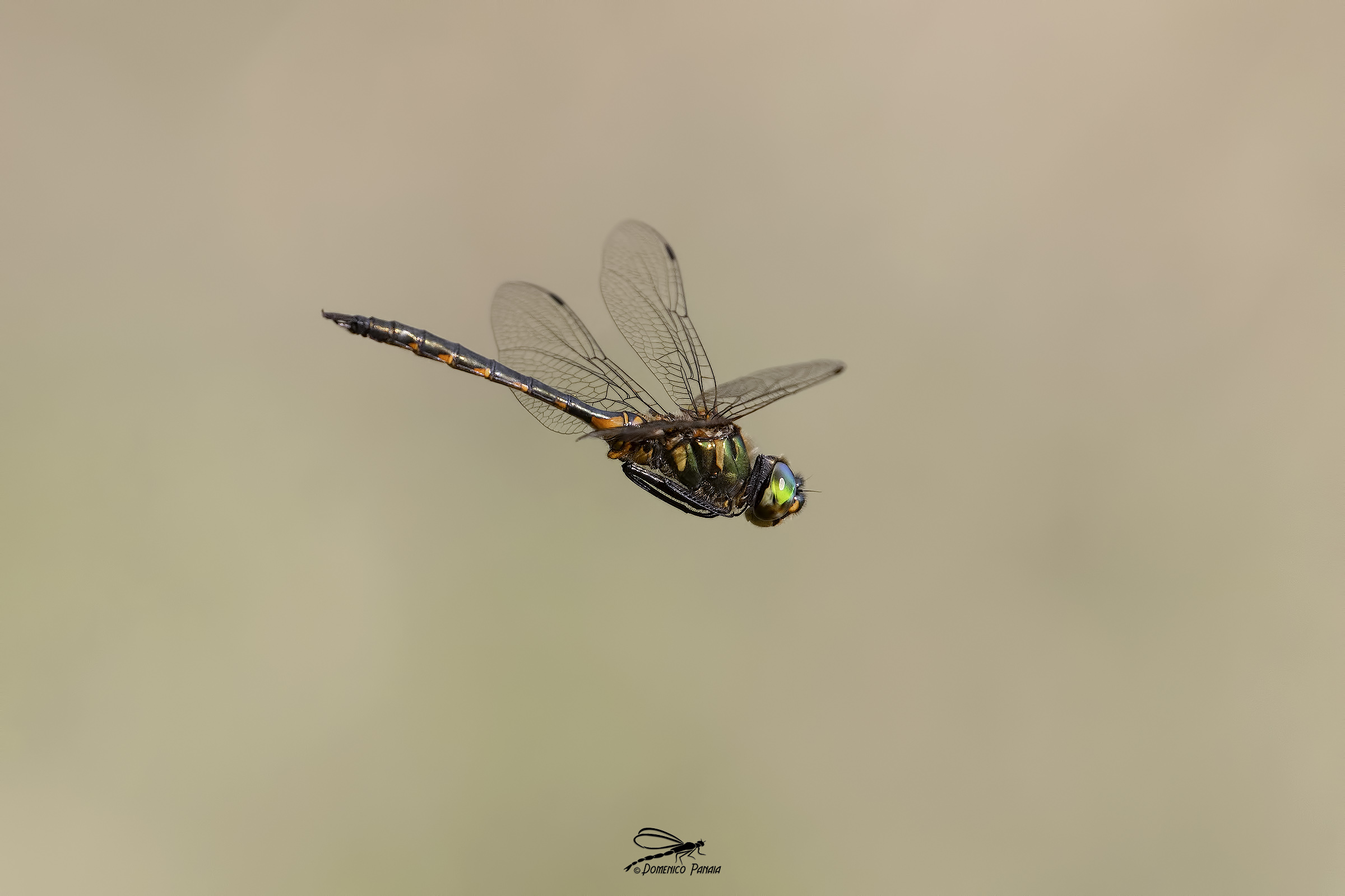 somatochlora flavomaculata