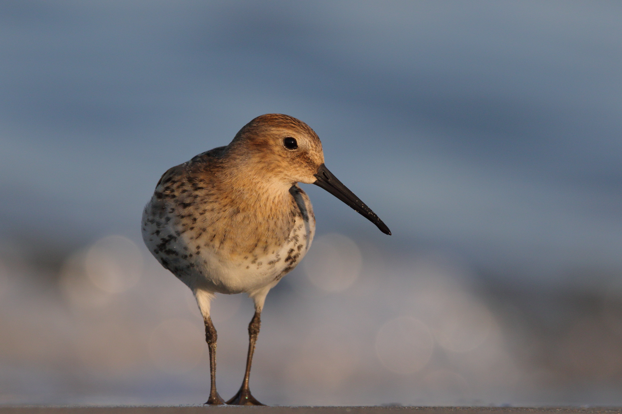Dunlin