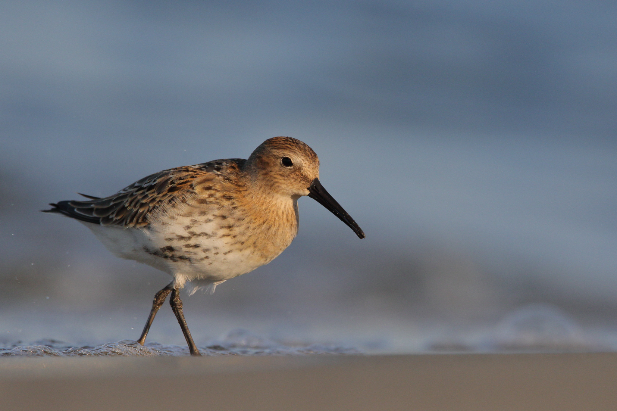 Dunlin