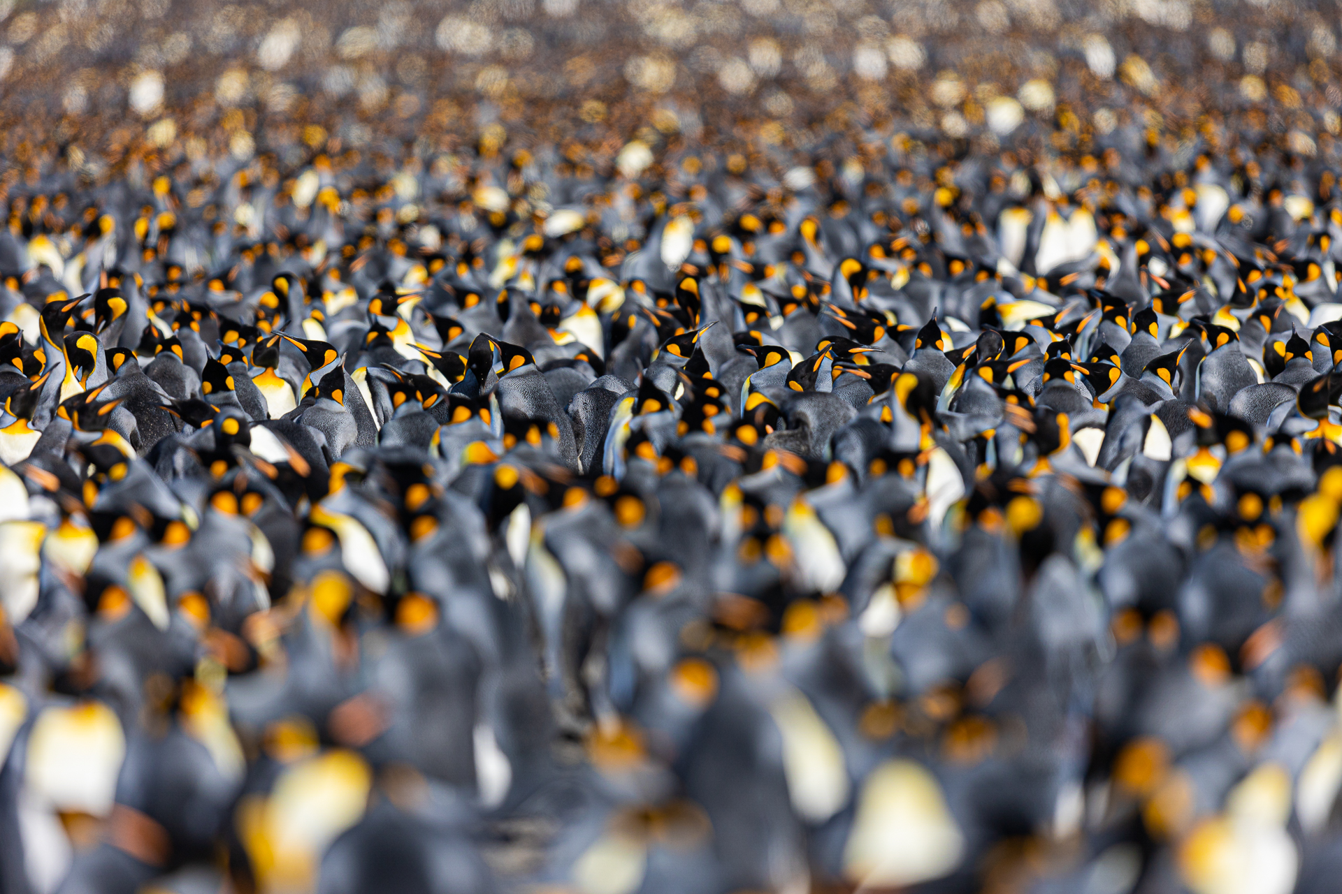 Colony of king penguins