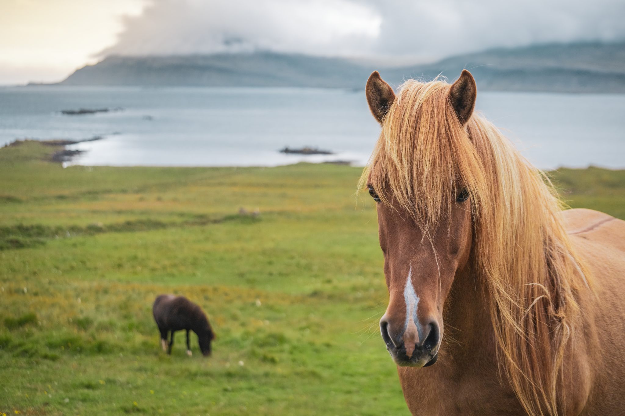 Animal beauty