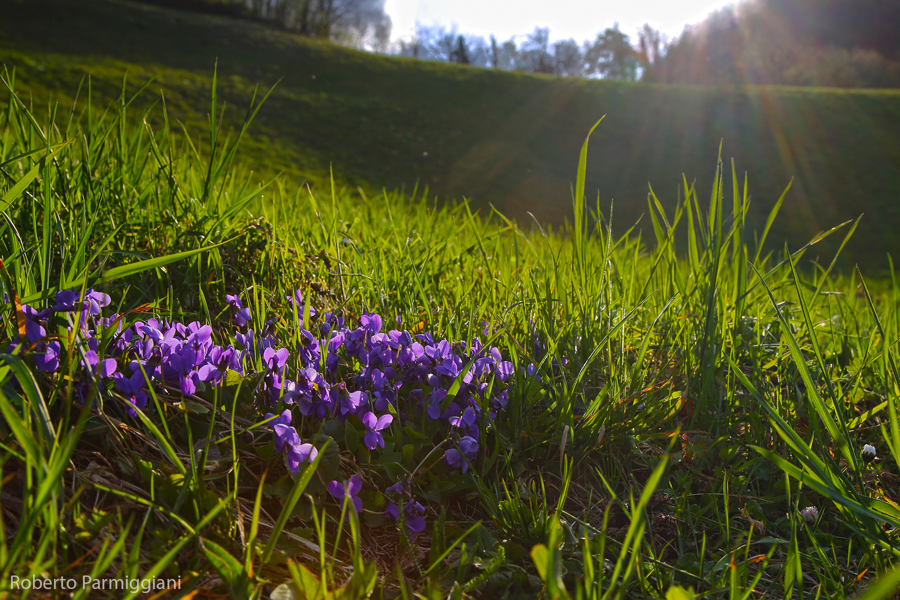 Impressioni primaverili