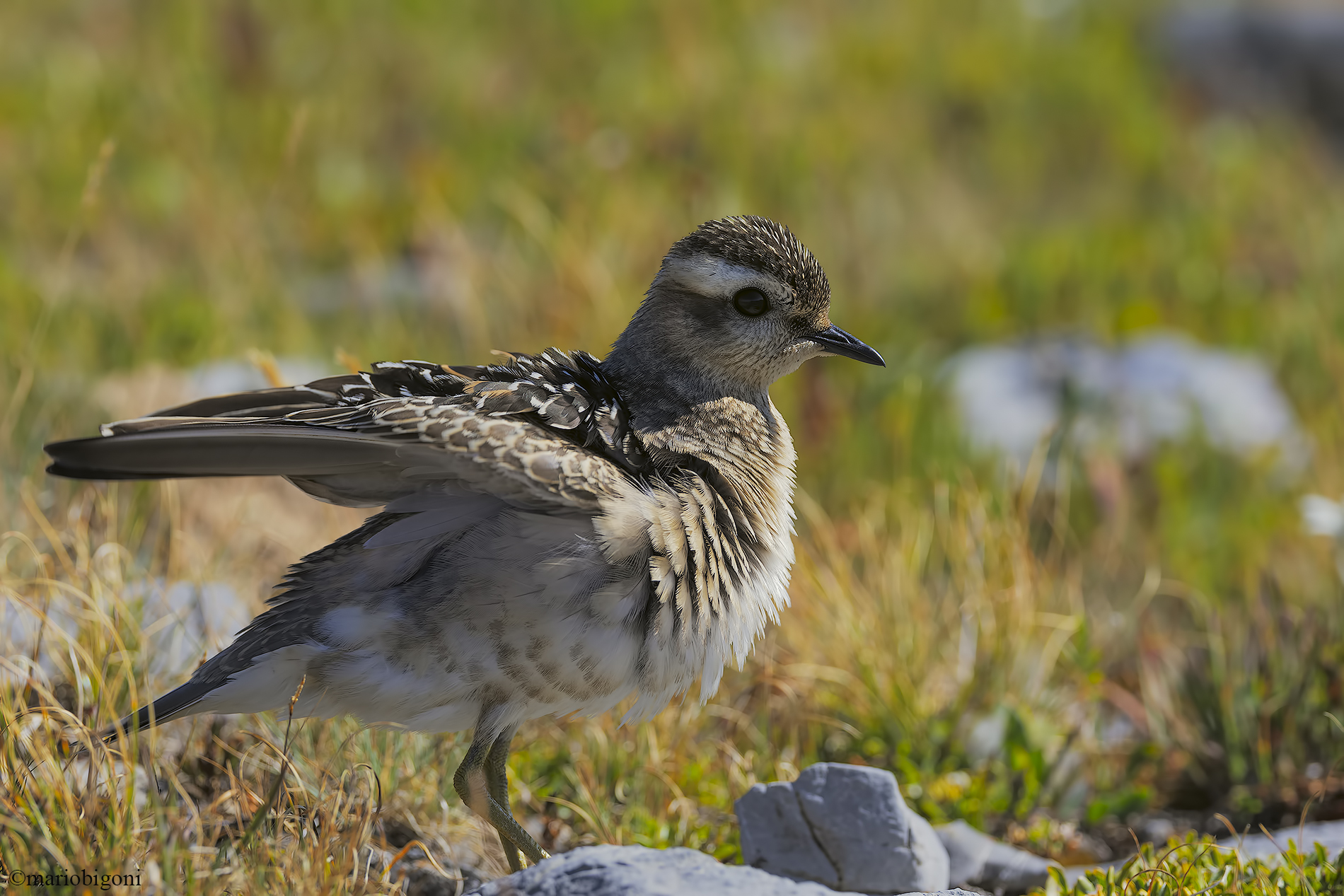 Plover tortolino