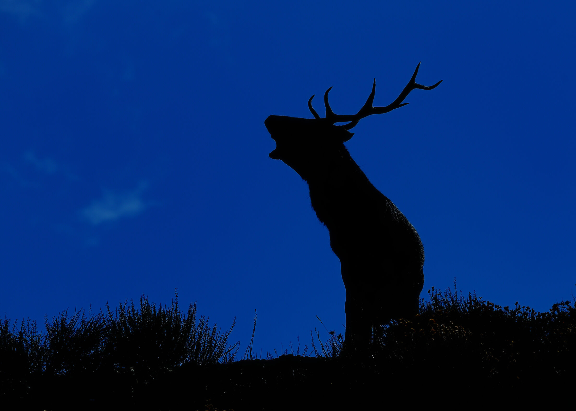 The roar at dusk