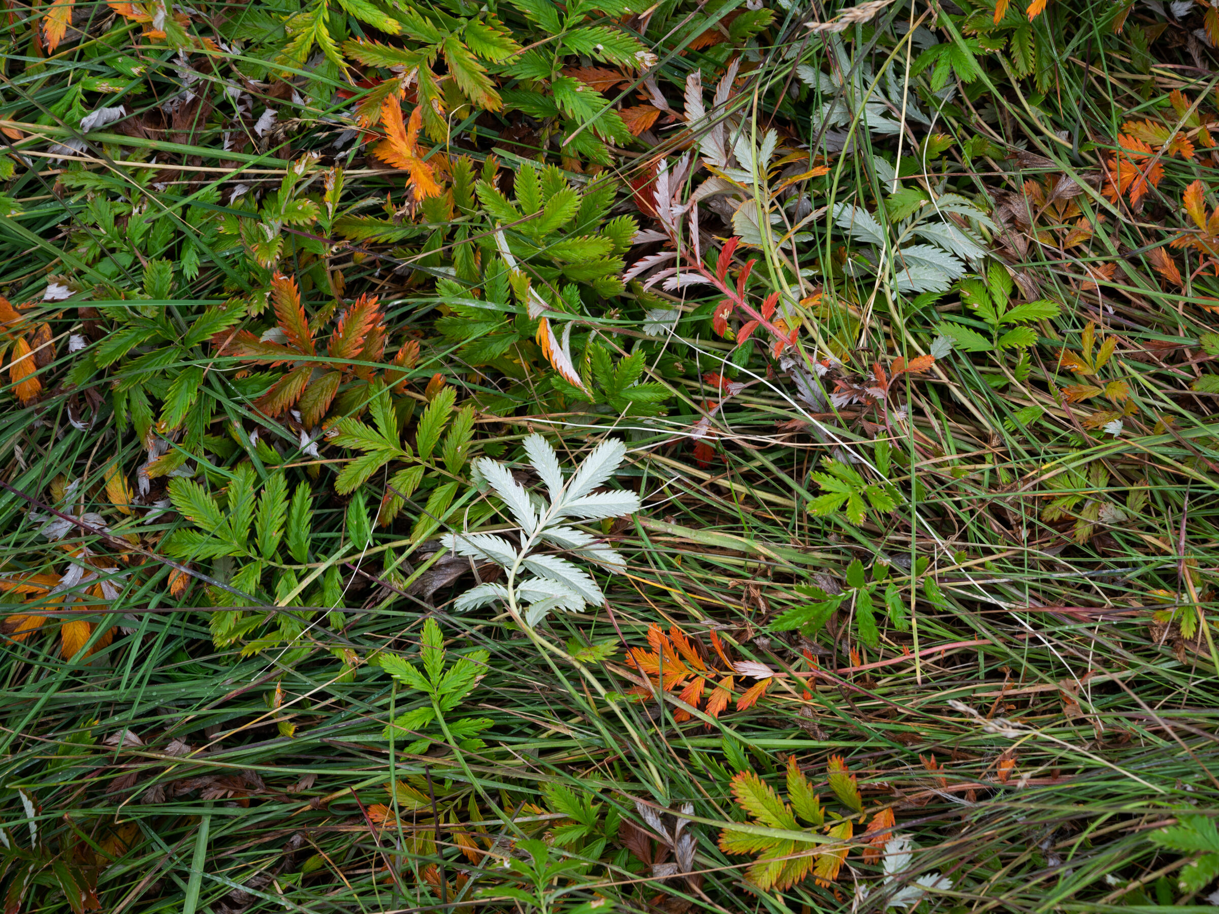 I primi segni dell'autunno