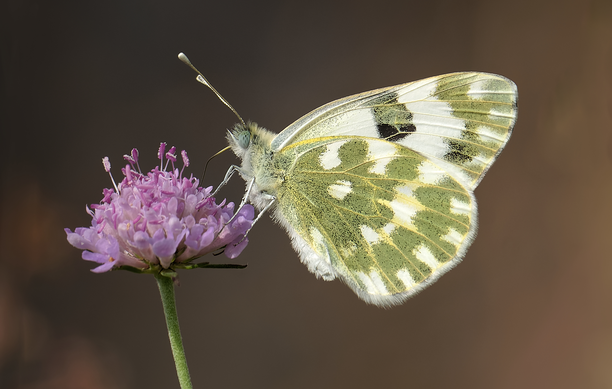 Pontia Edusa on Scabiosa