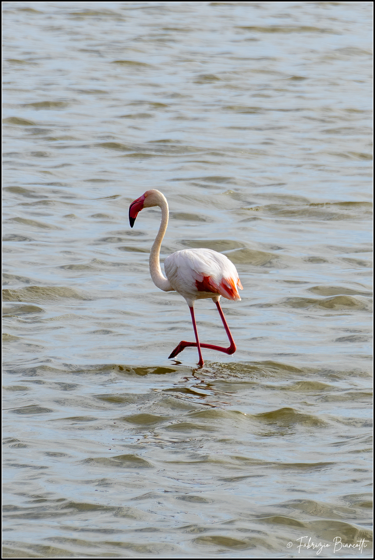 Flamingo
