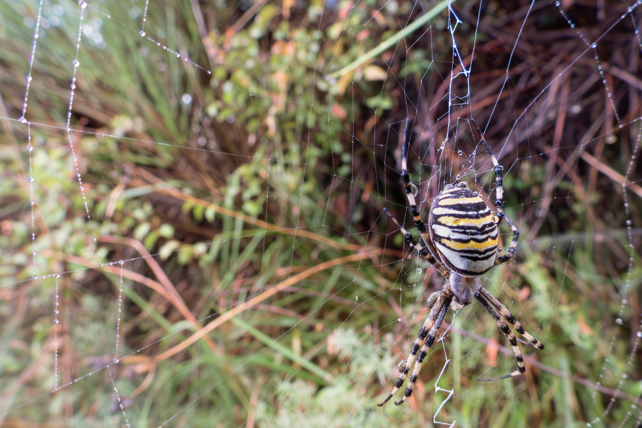 Close-up set with Coolpix p1000 (40)