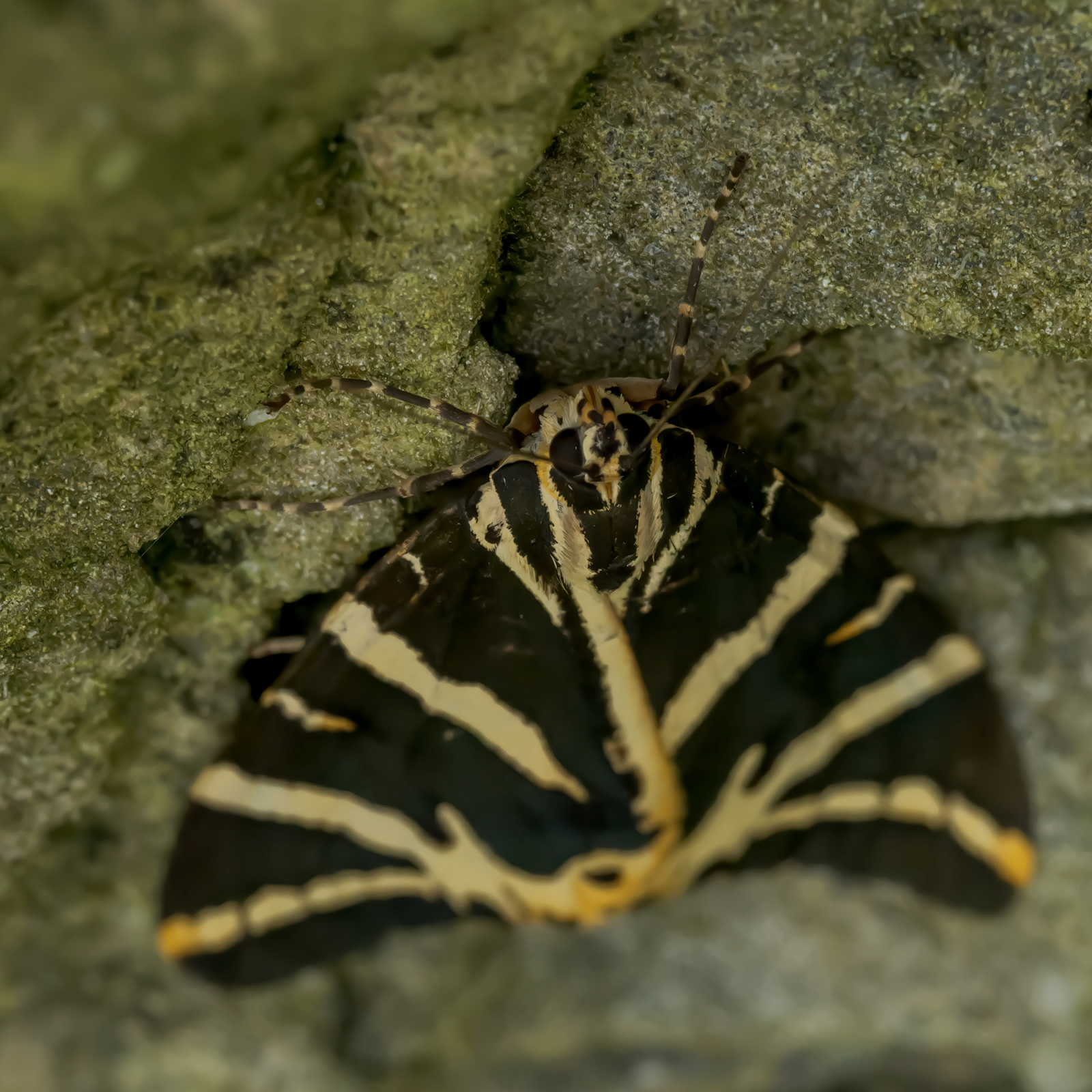 ivy moth