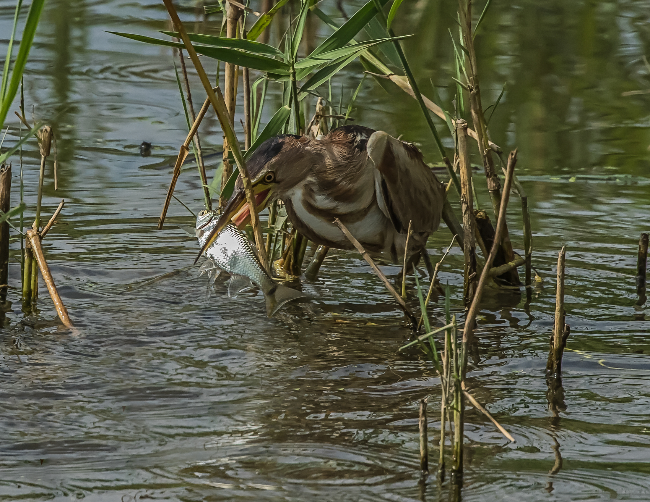Tarabusino con preda
