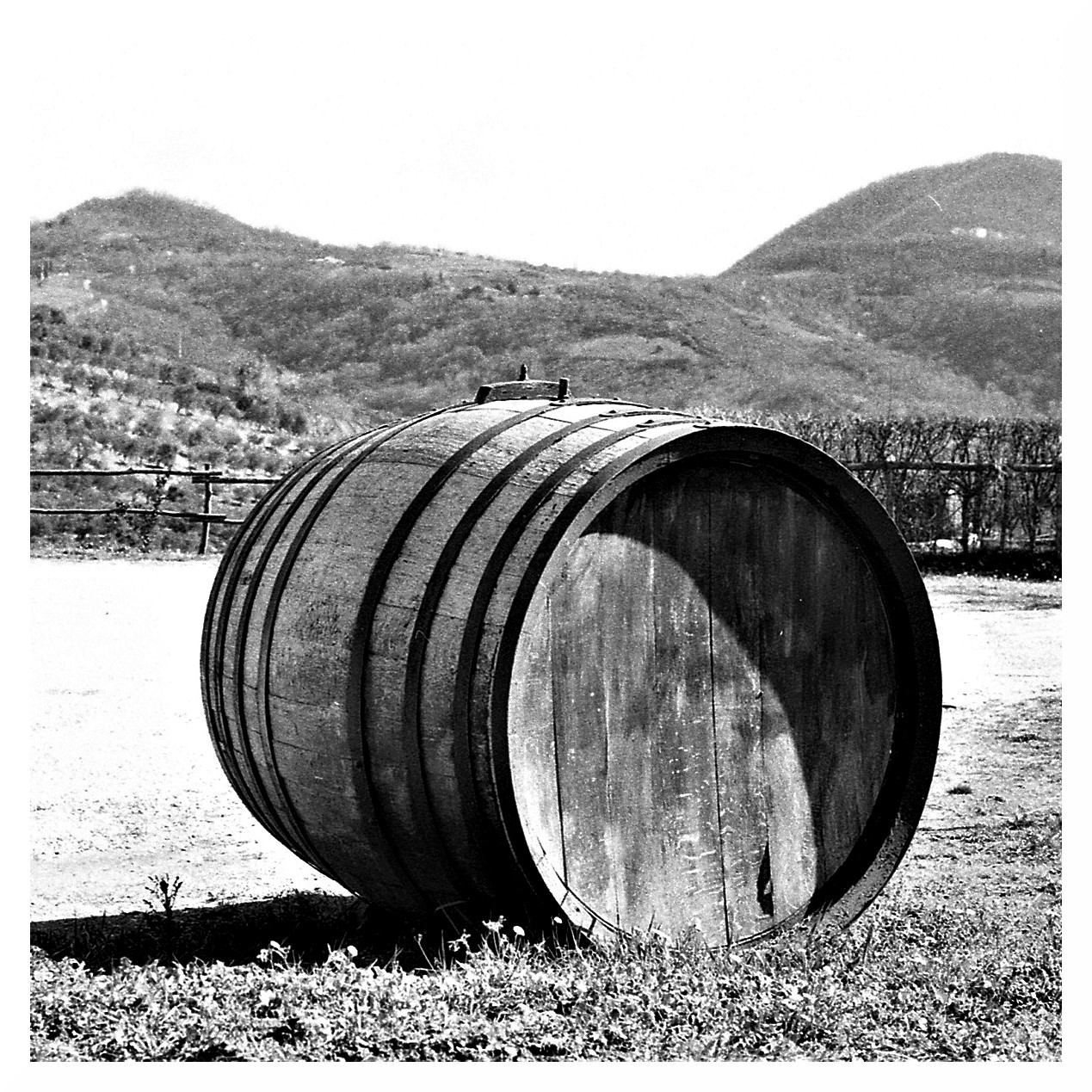 Barrel of wine on the Euganean Hills (Baone - PD)