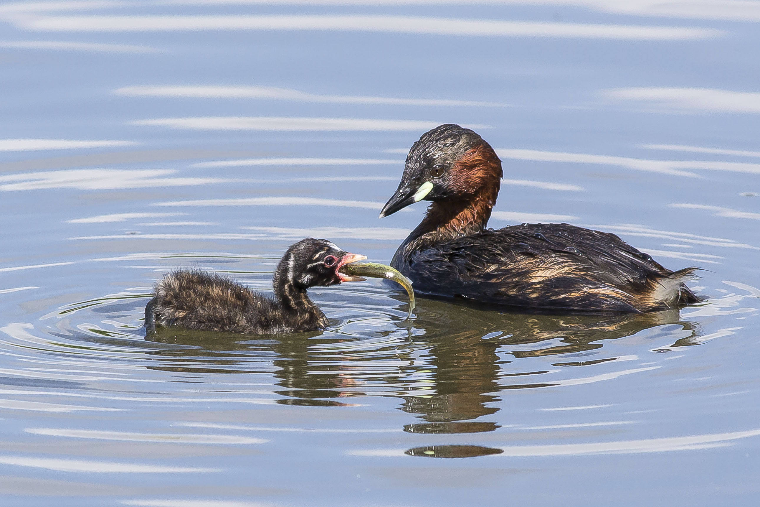 Little Grebes