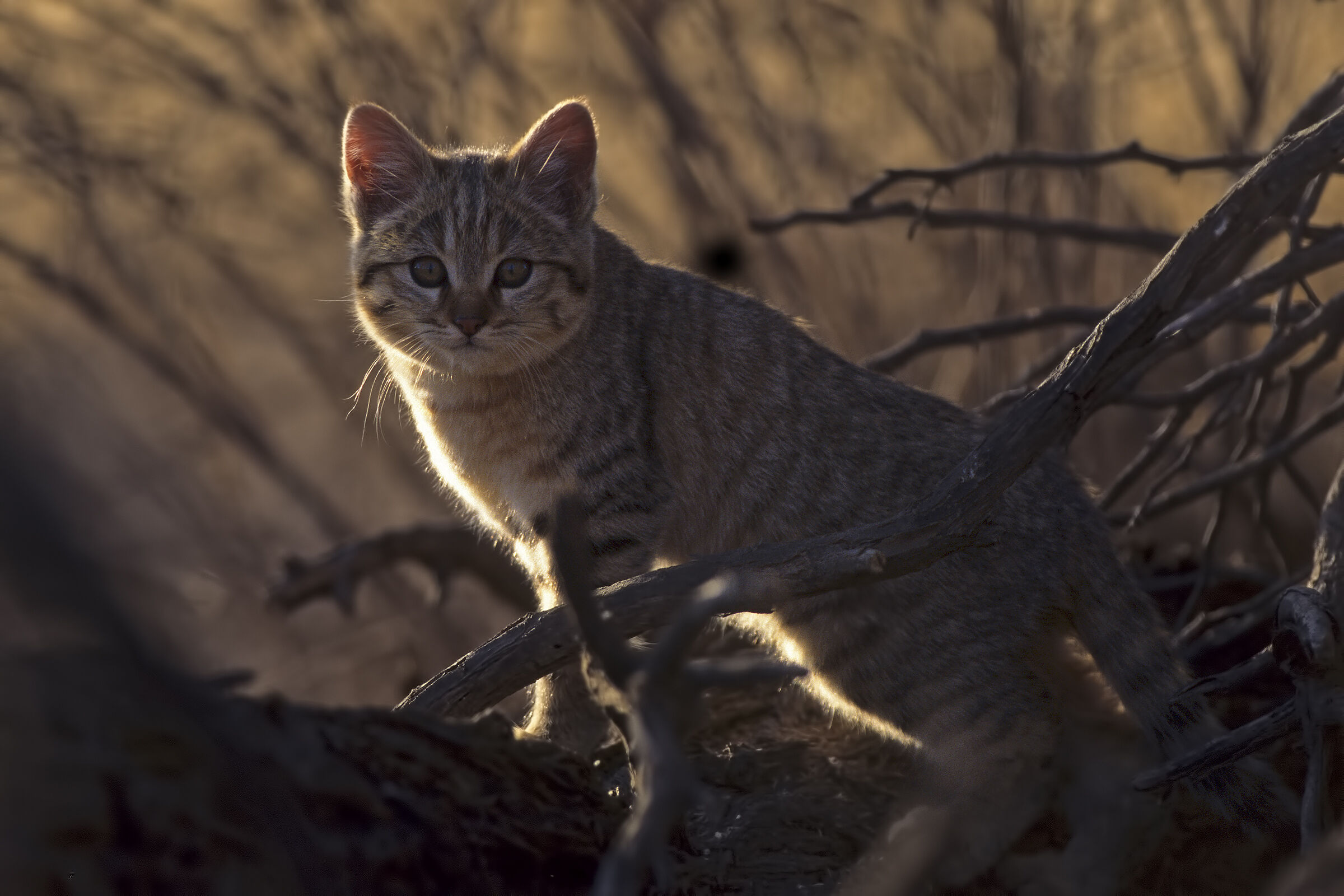 African wildcat