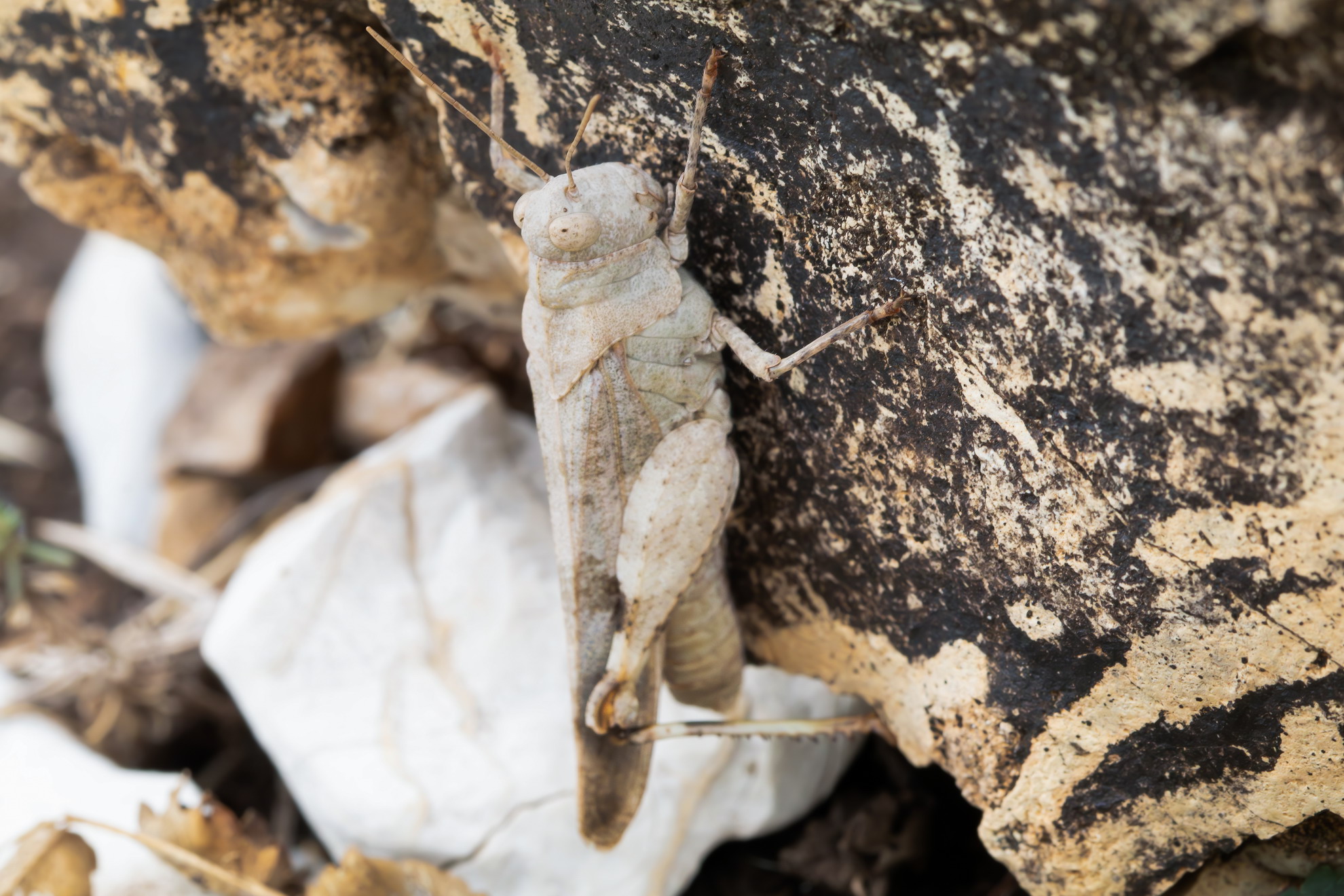 Oedipoda sp. z oedipoda