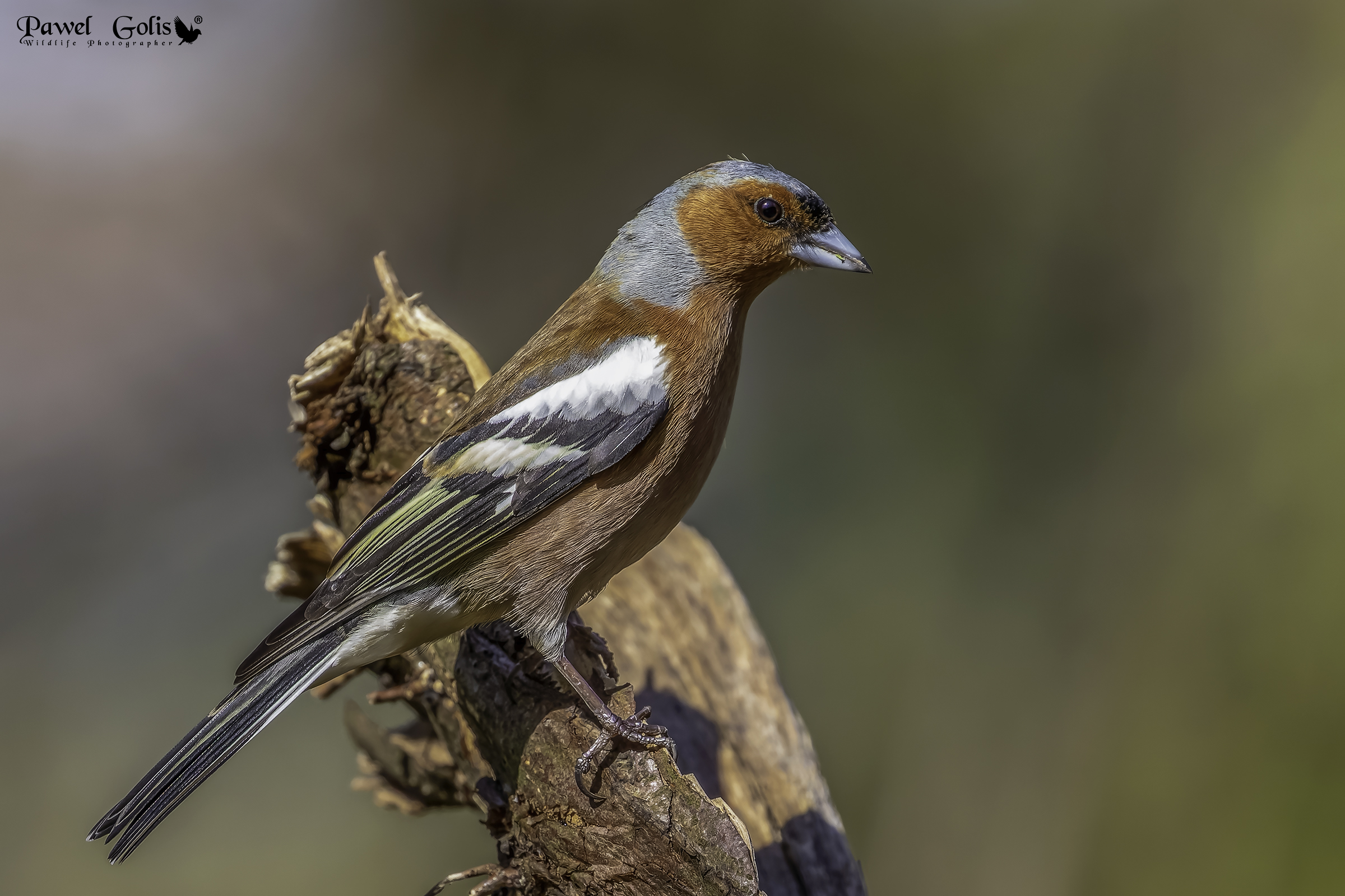 Fringuello comune (Fringilla coelebs)