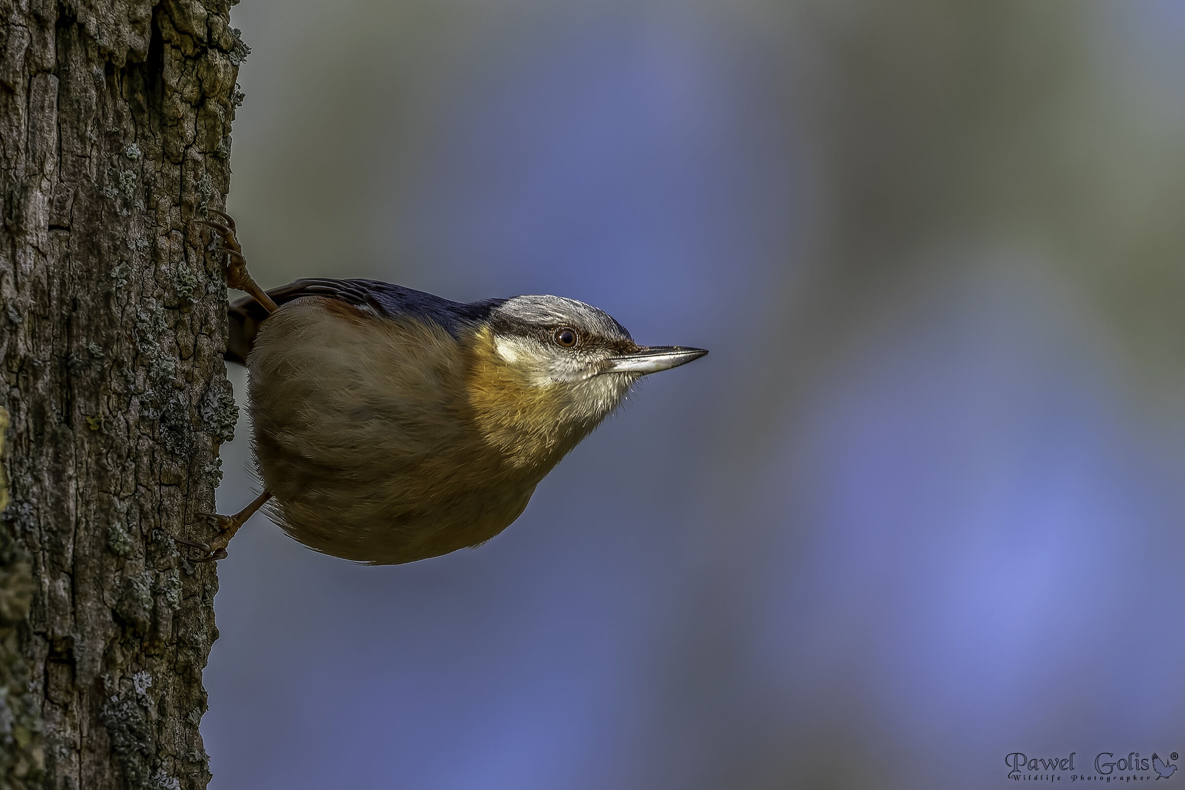 Picchio muratore (Sitta europaea)