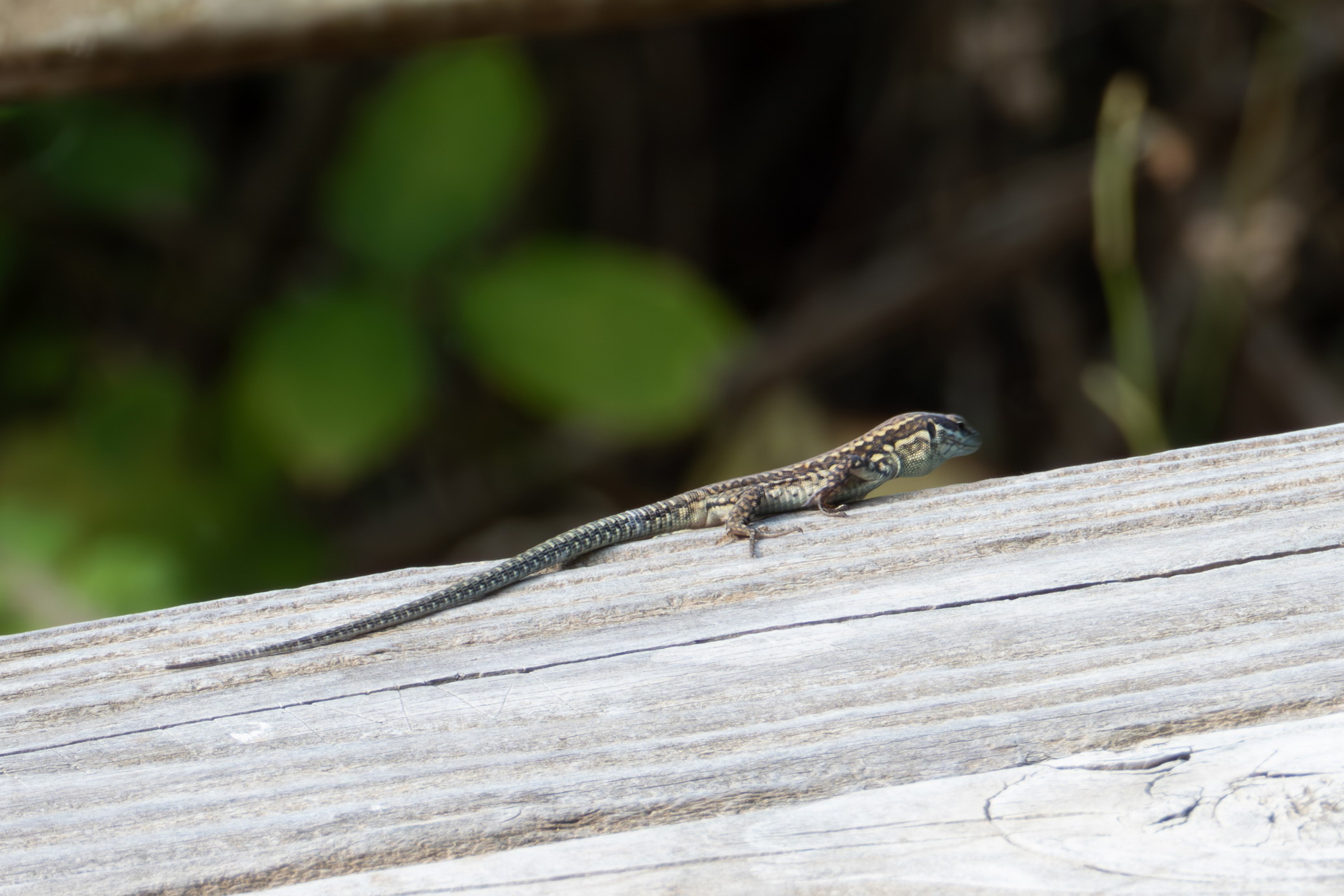 Small lizard on the hunt