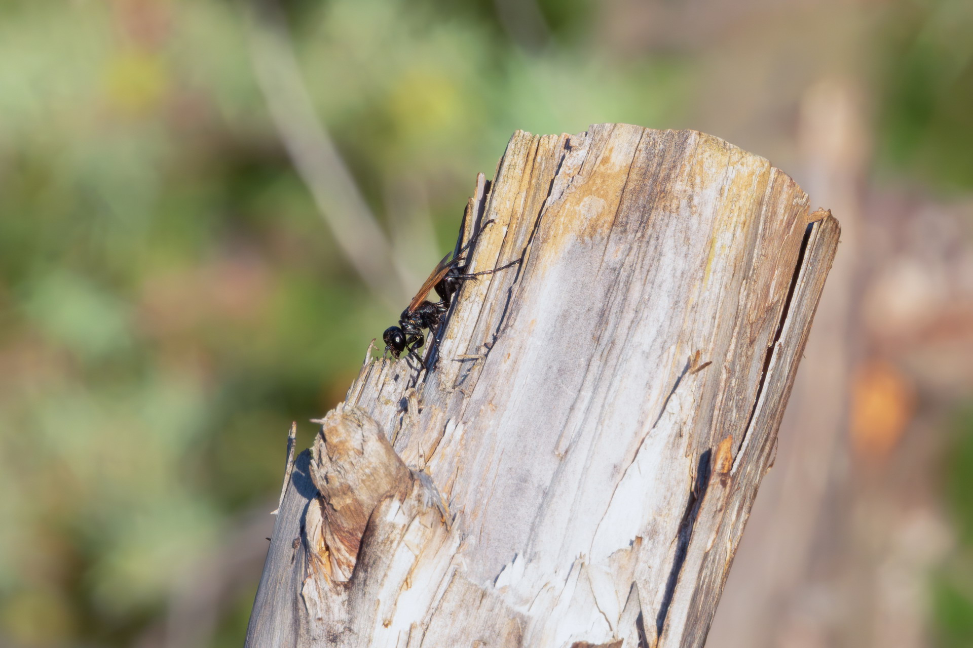 Sphecidae sp. z o.o.