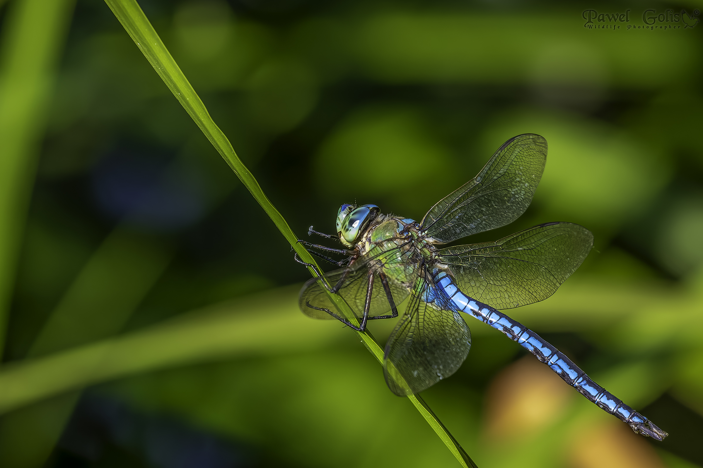Emperor Dragonfly (Anax imperator)