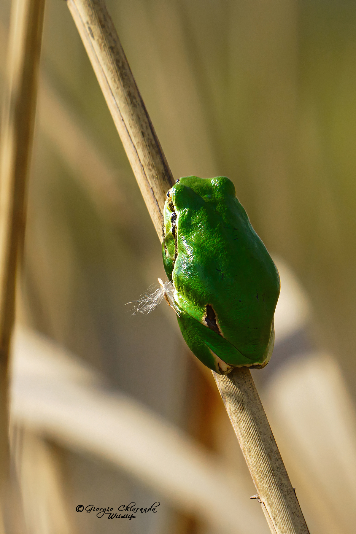 Raganella europea (Hyla arborea)