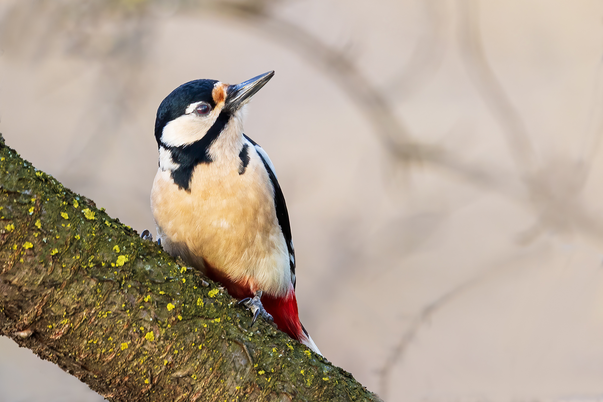 Spotted woodpecker