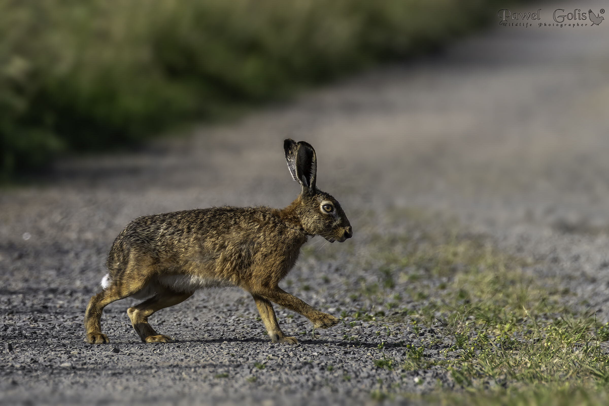 Lepre europea (Lepus europaeus)