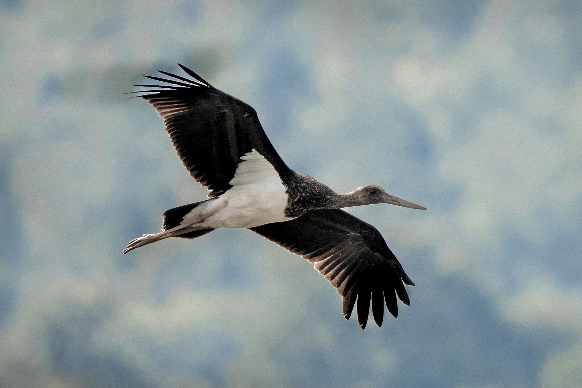 Black stork (Ciconia nigra) Juv.