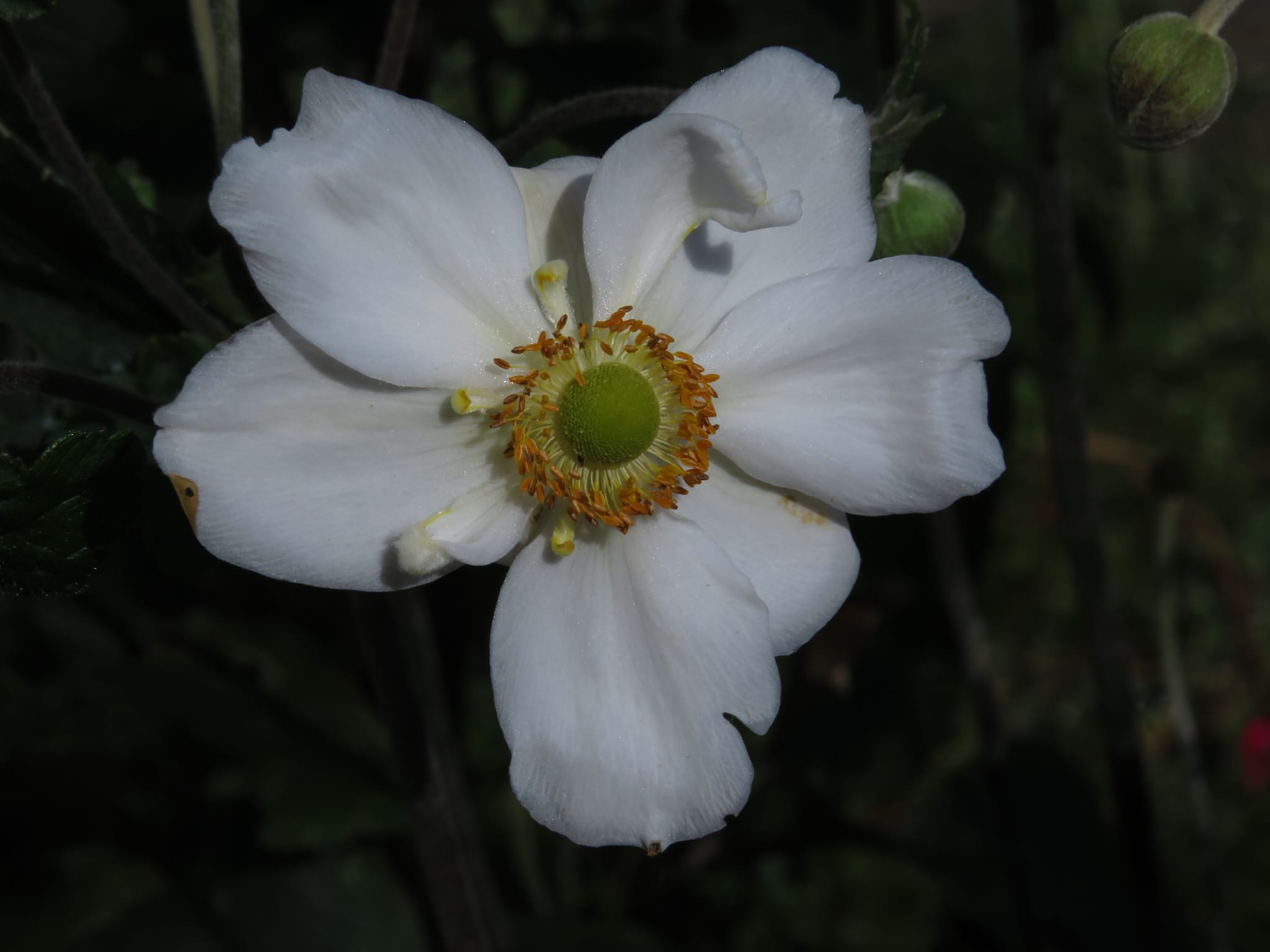 …White flower…