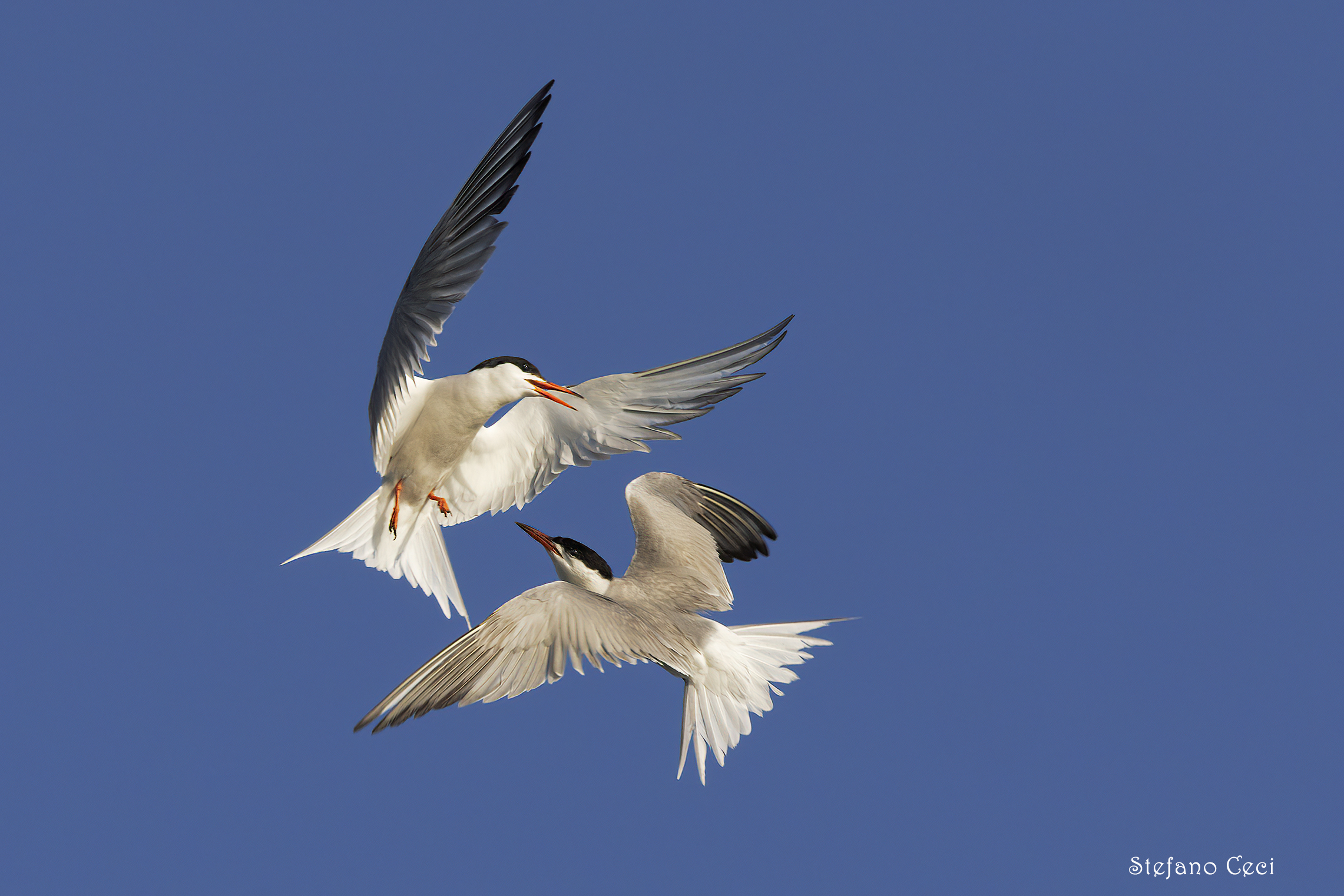 Mignattino plumbed against Common tern