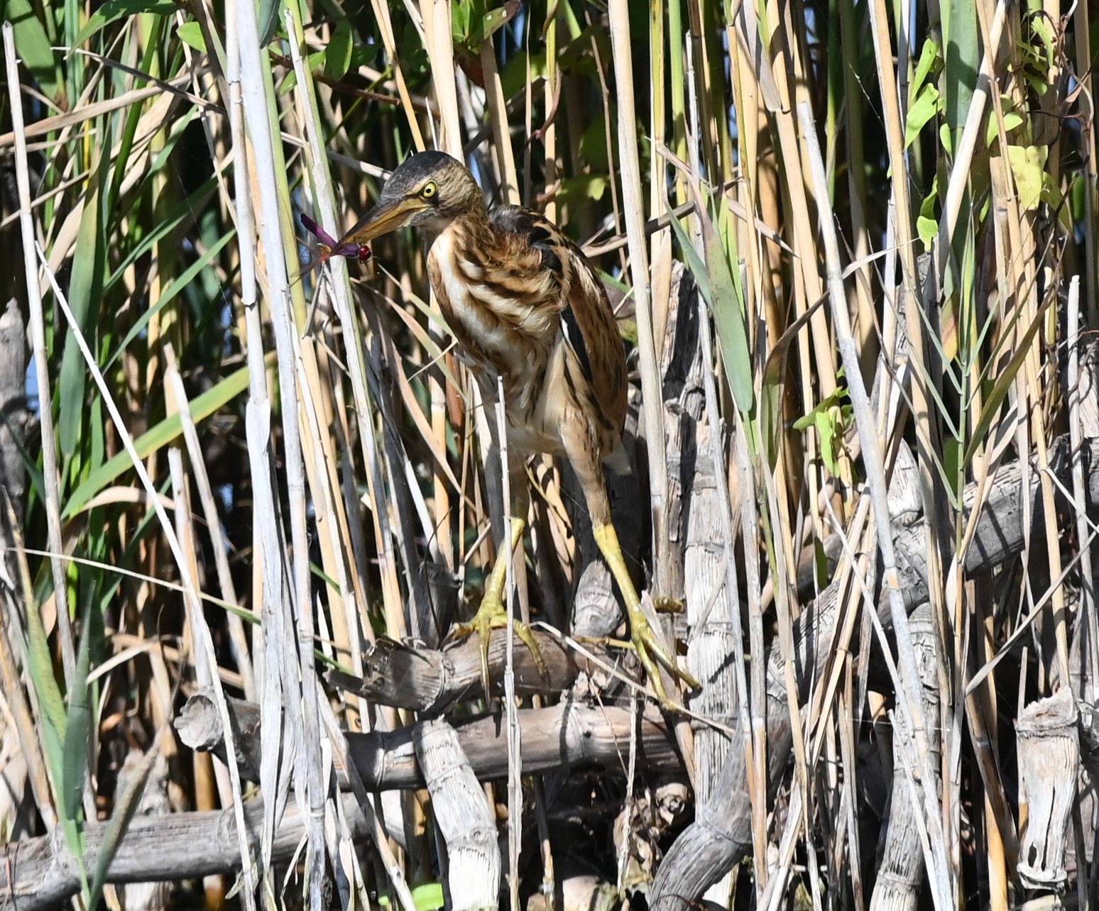 Bittern with prey