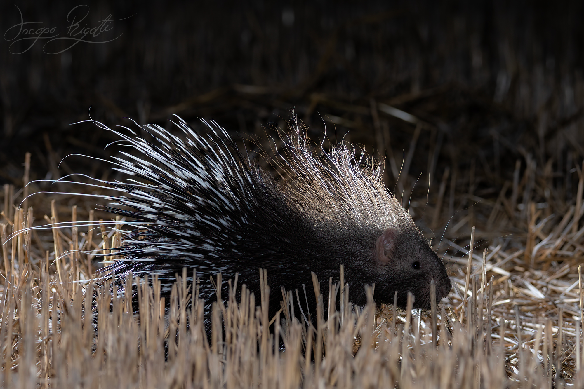 Porcupine