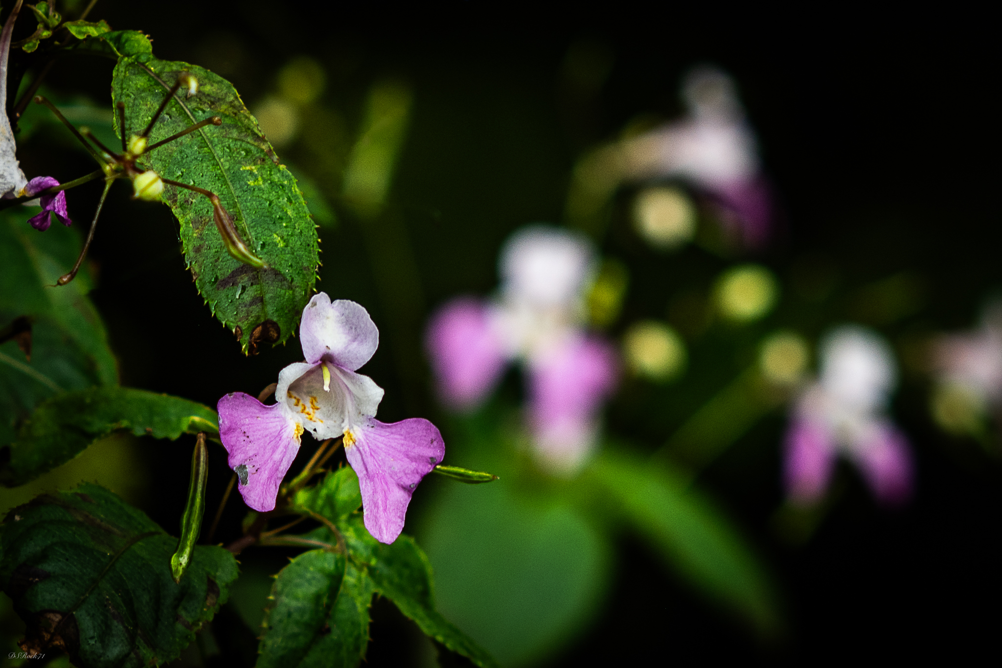 A bit of color on a grey day