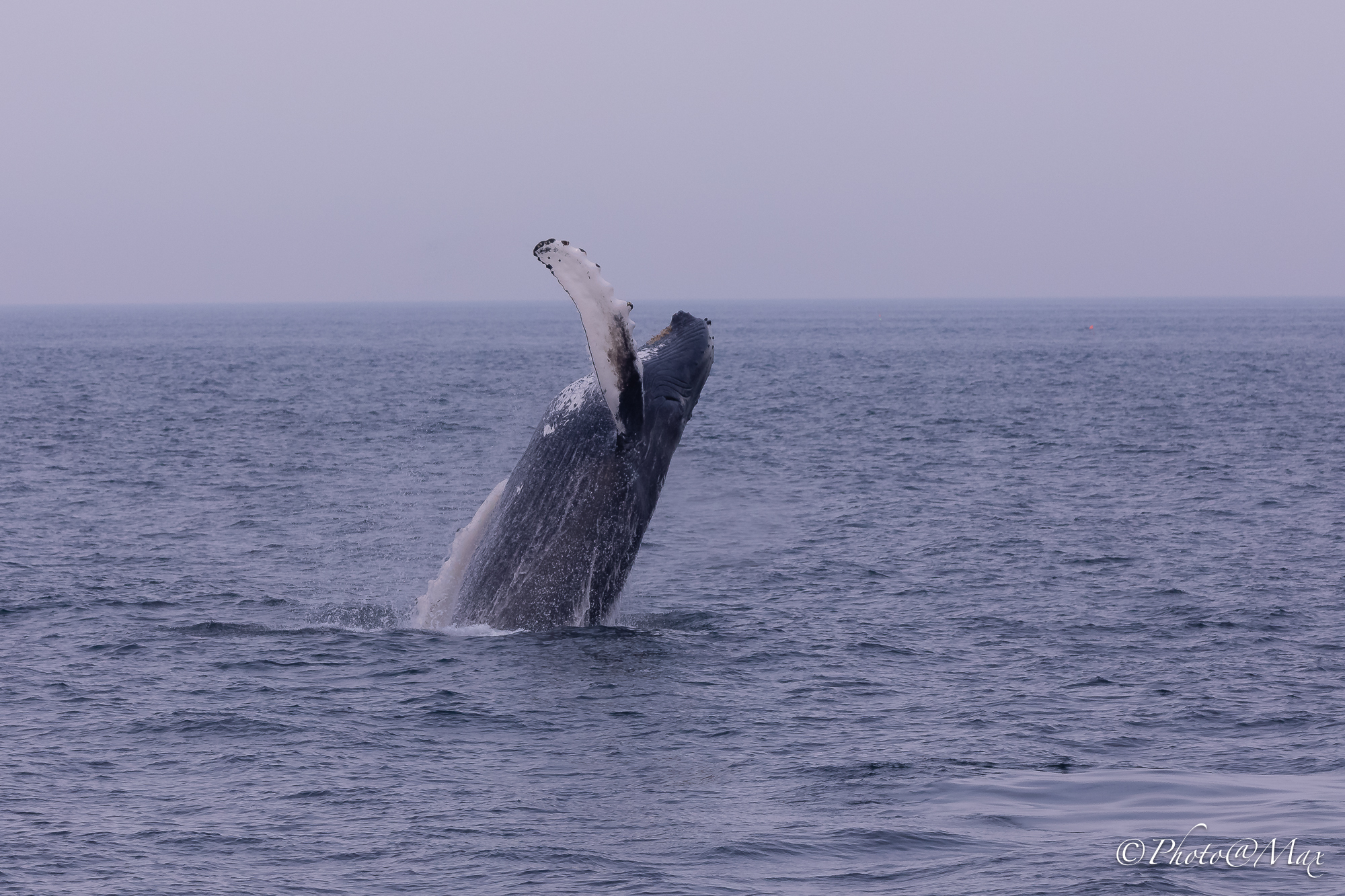 whale watching