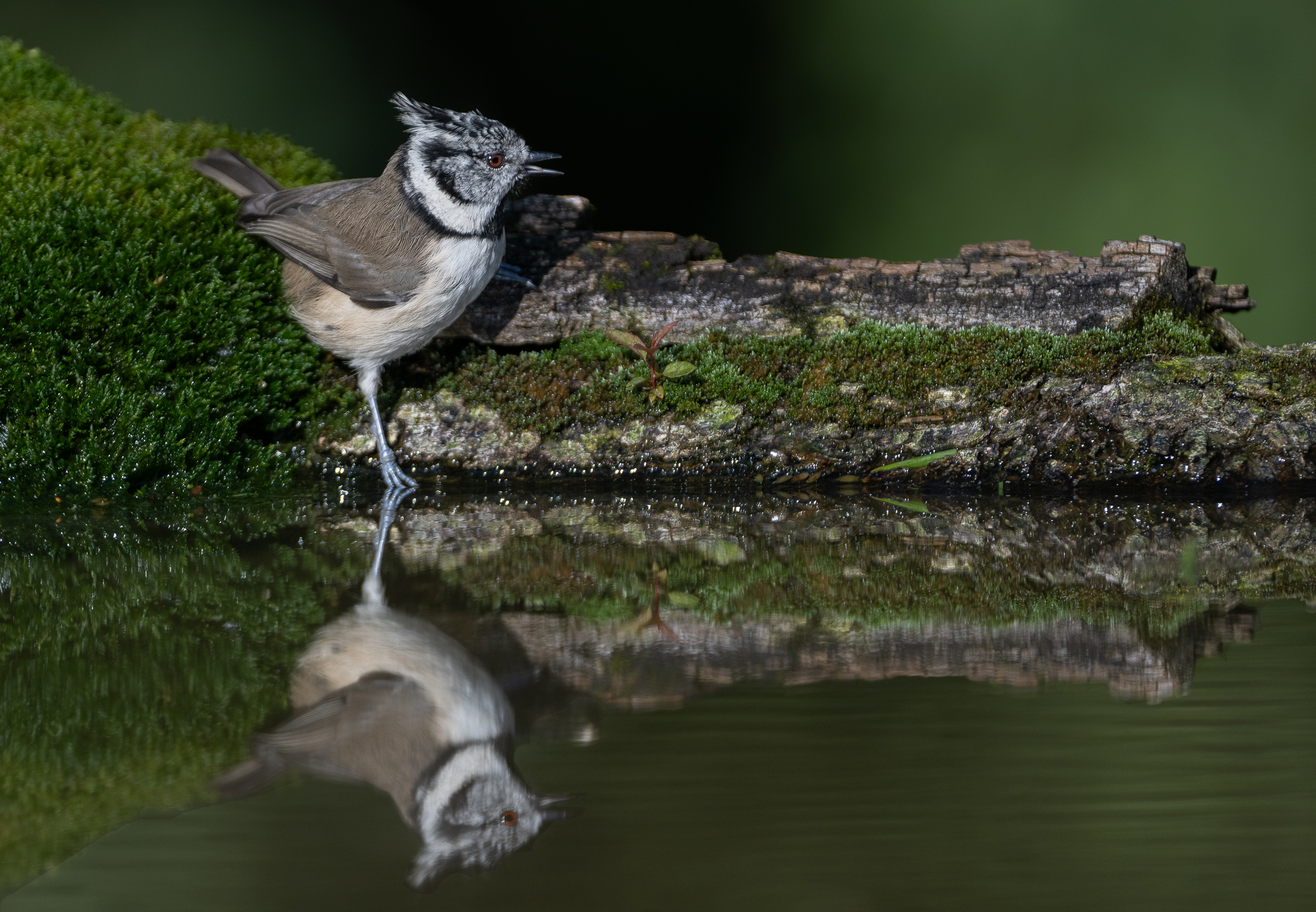 Riflesso Cincia dal ciuffo