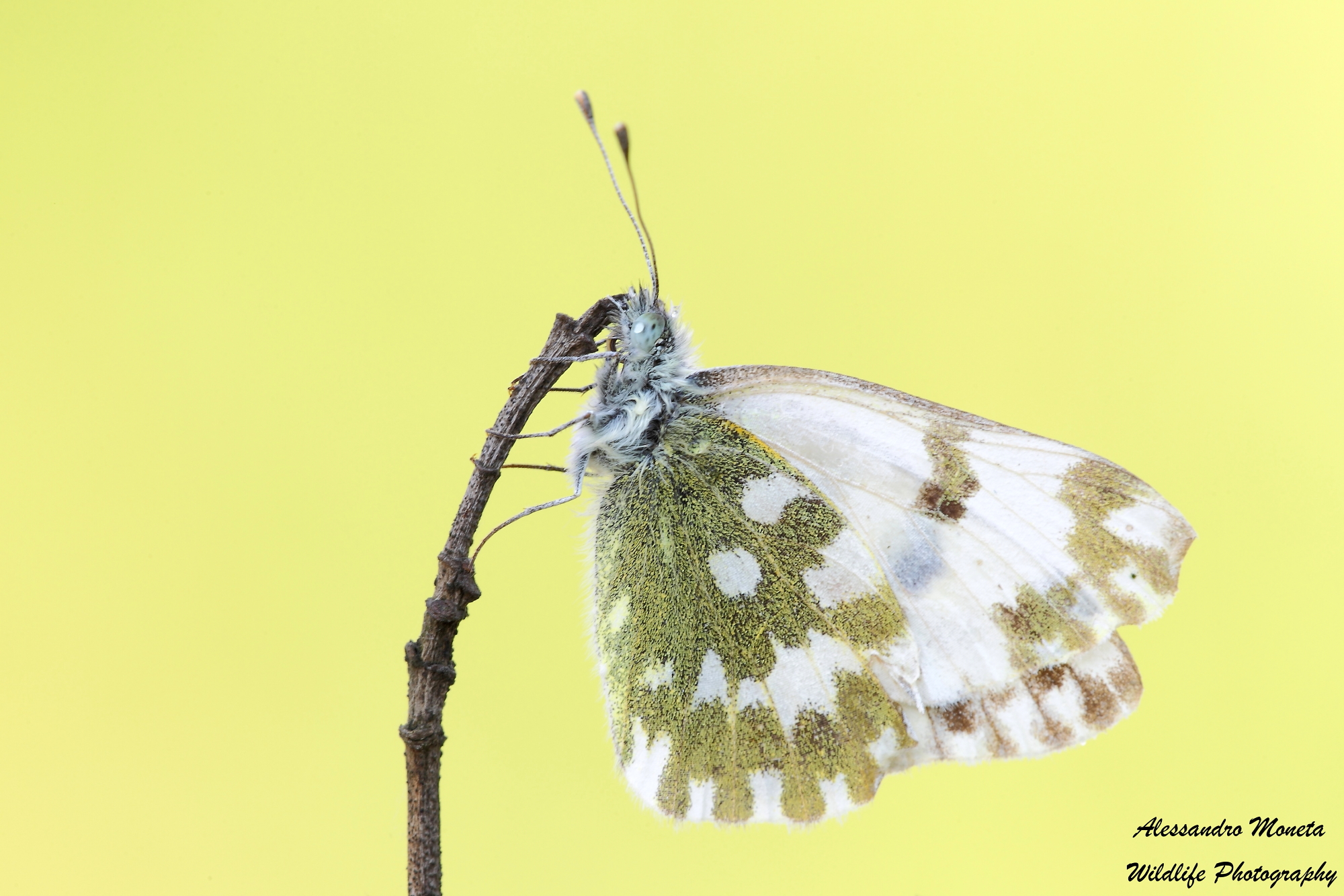 La saltatrice con l'asta