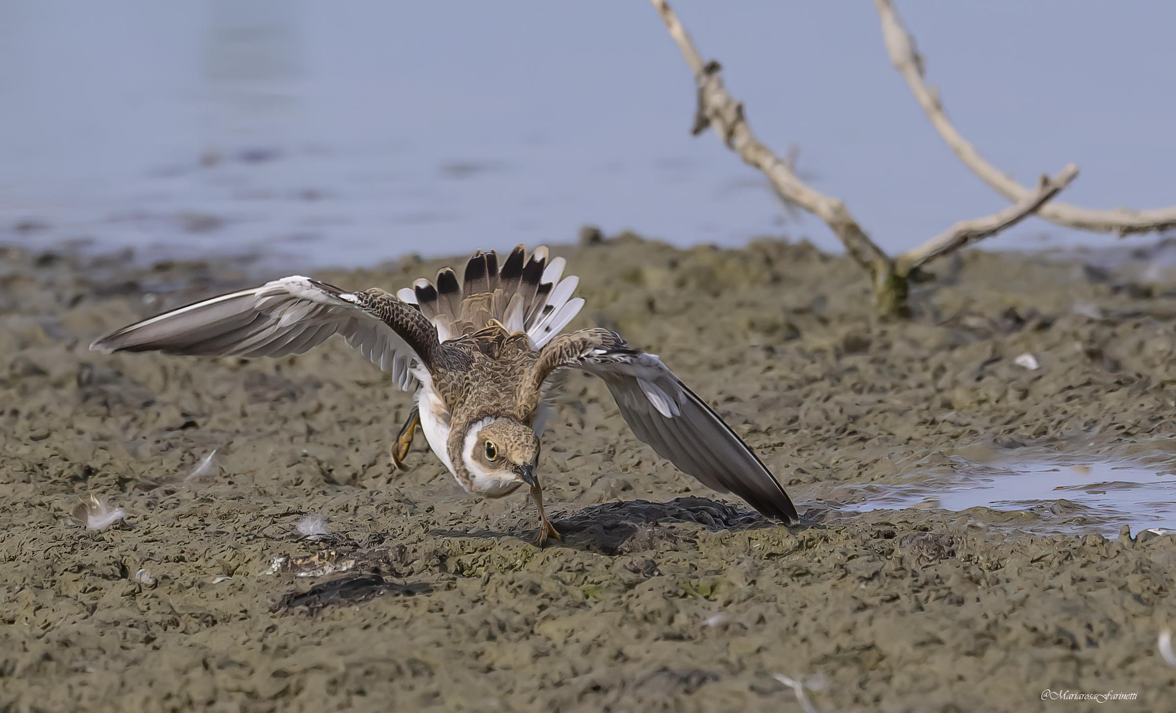 Little ringed plover
