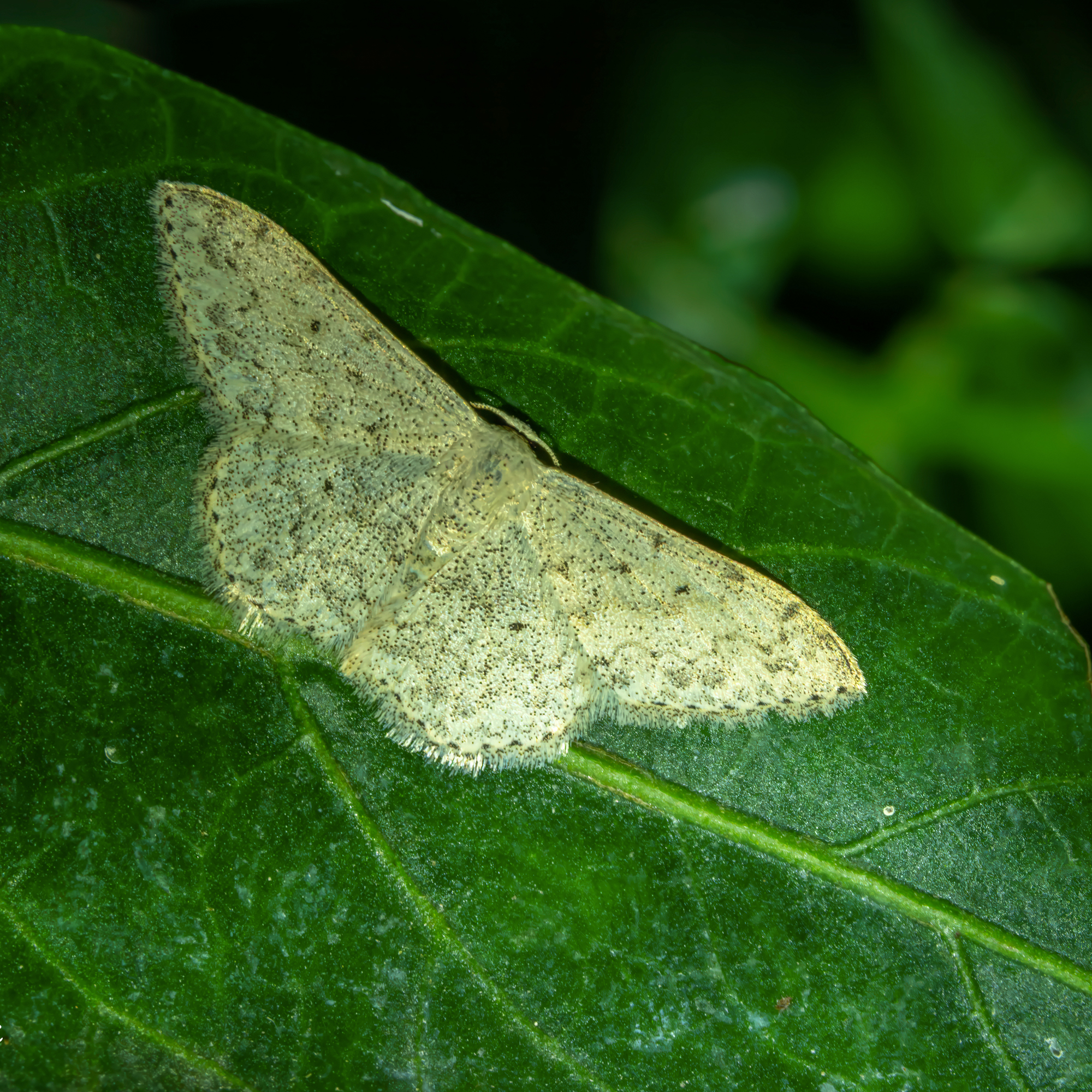 Scopula