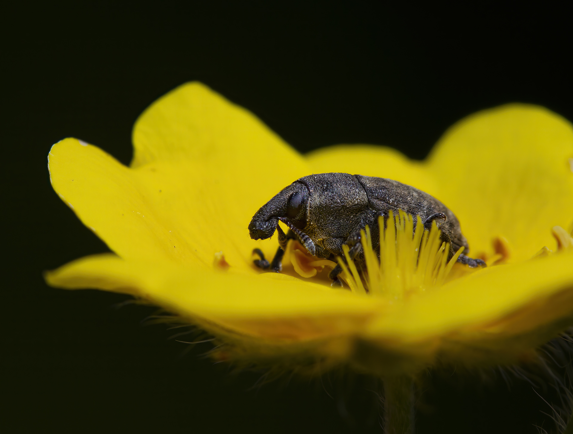 Larinus turbinatus (Coleoptera: Curculionidae)